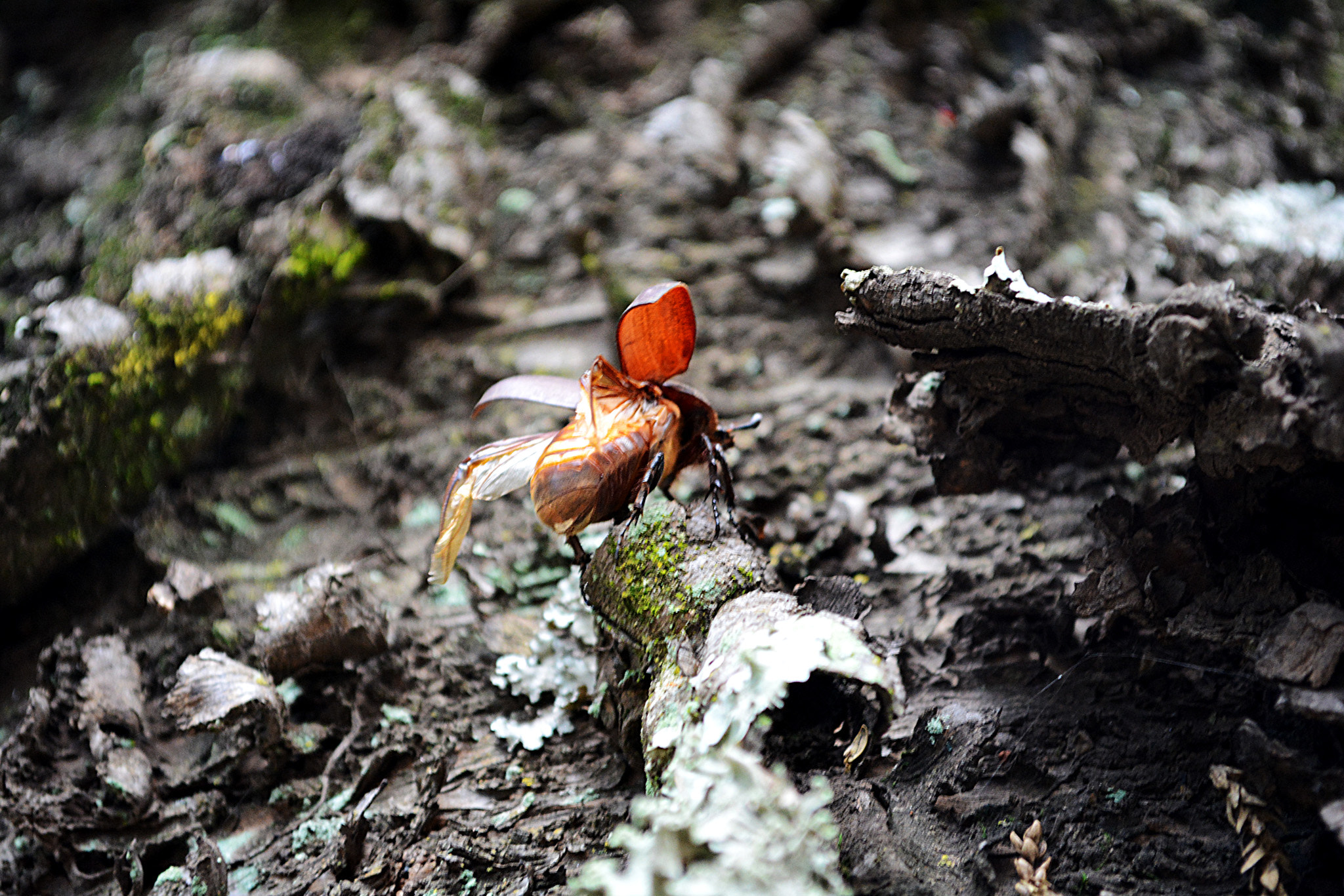 Nikon D5200 + Sigma 17-70mm F2.8-4 DC Macro OS HSM | C sample photo. Besouro - beetle photography