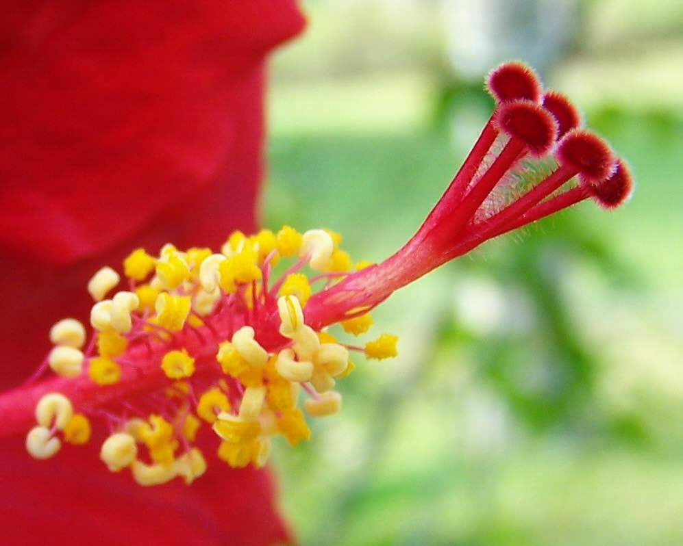 Kodak Z650 ZOOM DIGITAL CAMERA sample photo. Hibiscus stamen photography