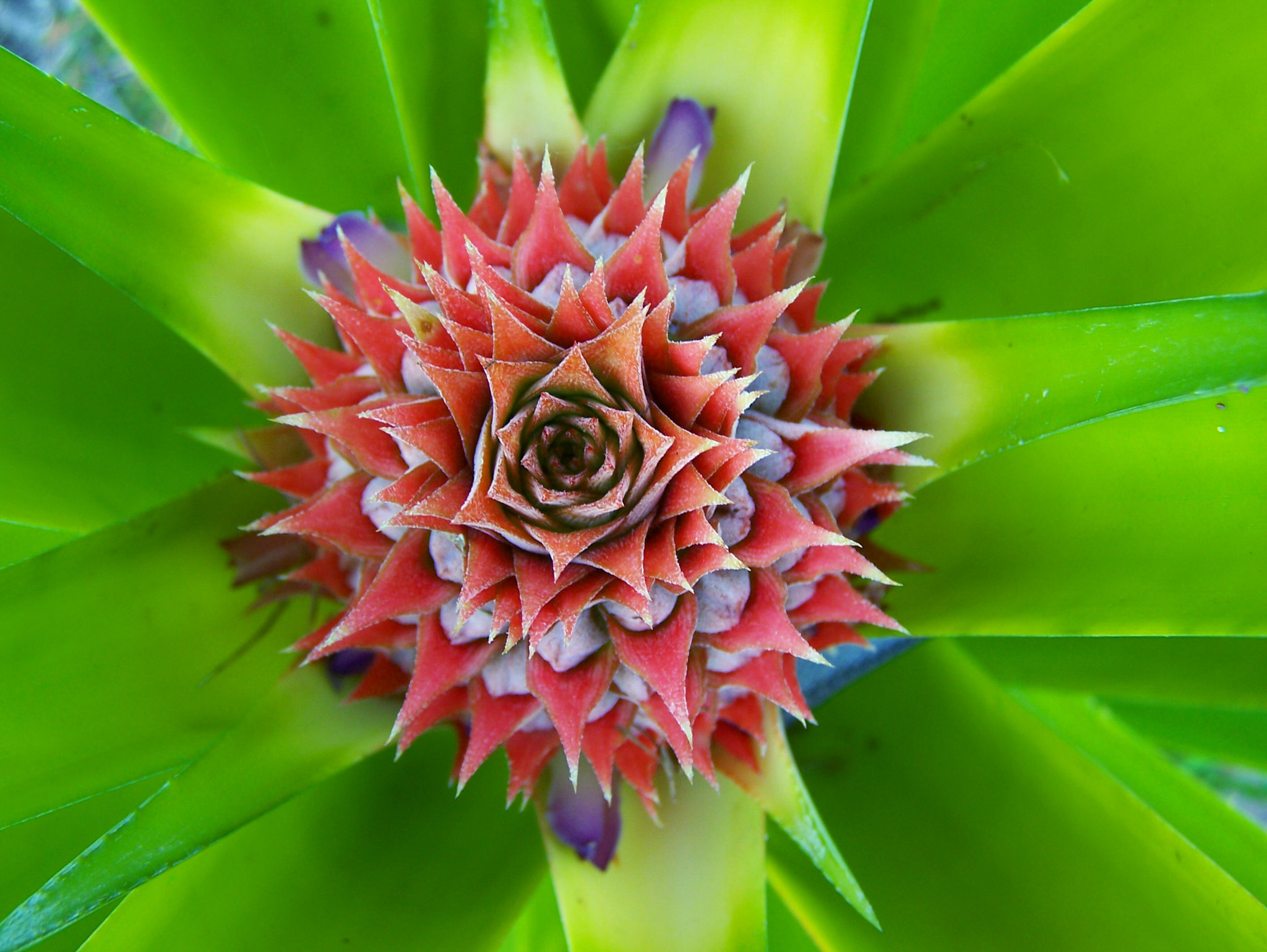 Kodak Z650 ZOOM DIGITAL CAMERA sample photo. Baby pineapple flower photography
