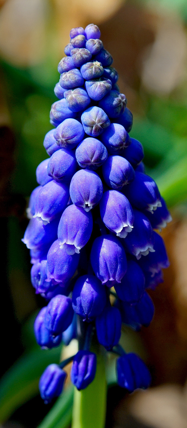 100mm F2.8 SSM sample photo. Grape hyacinths photography