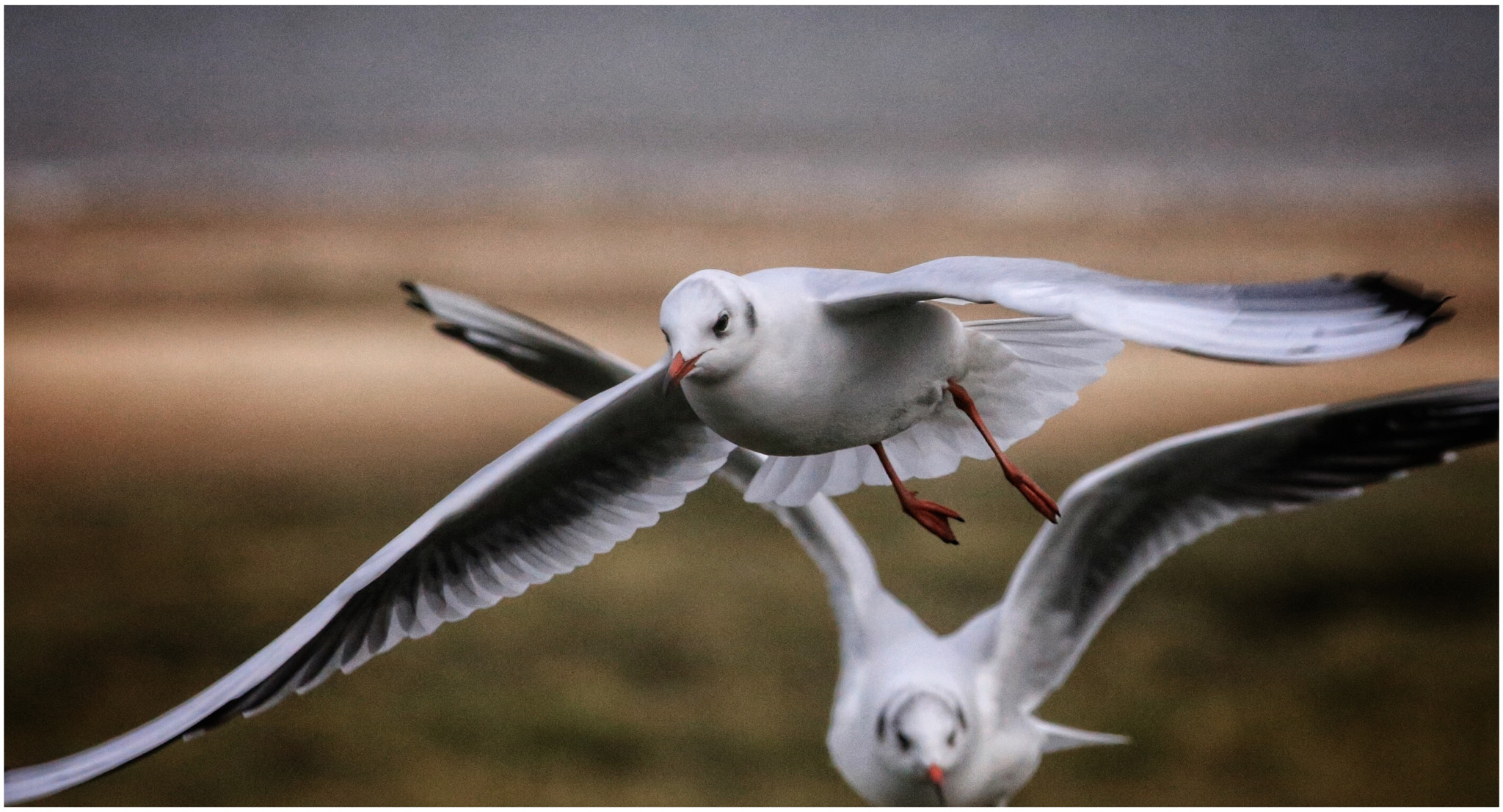 Canon EF 400mm F5.6L USM sample photo. Seagulls photography