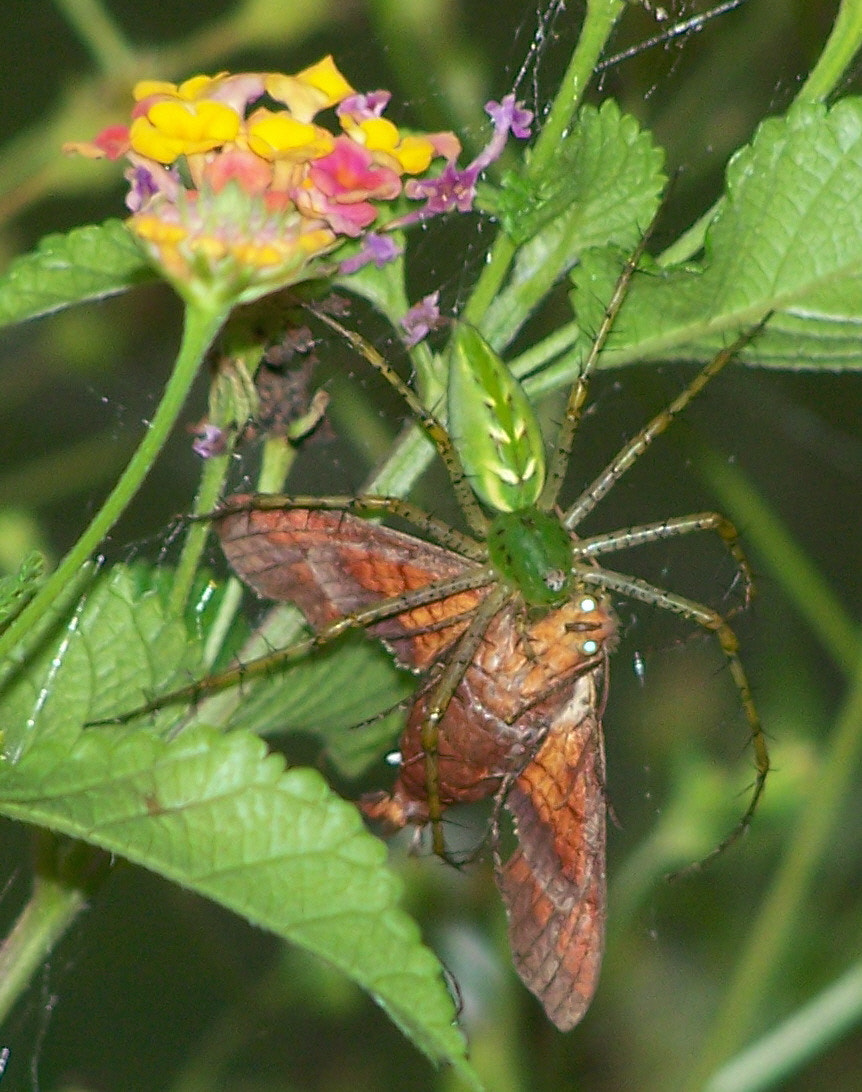 Kodak Z650 ZOOM DIGITAL CAMERA sample photo. Green spider eating moth and lantana photography
