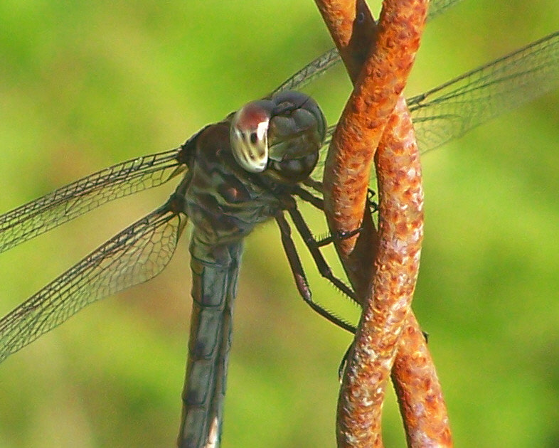 Kodak Z650 ZOOM DIGITAL CAMERA sample photo. Dragonfly on a rusted barbed wire photography