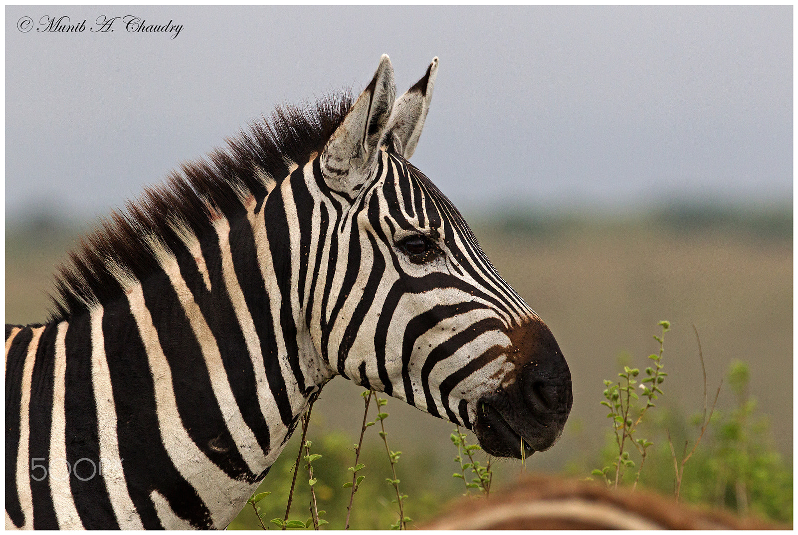 Canon EF 200-400mm F4L IS USM Extender 1.4x sample photo. The striped ass! photography