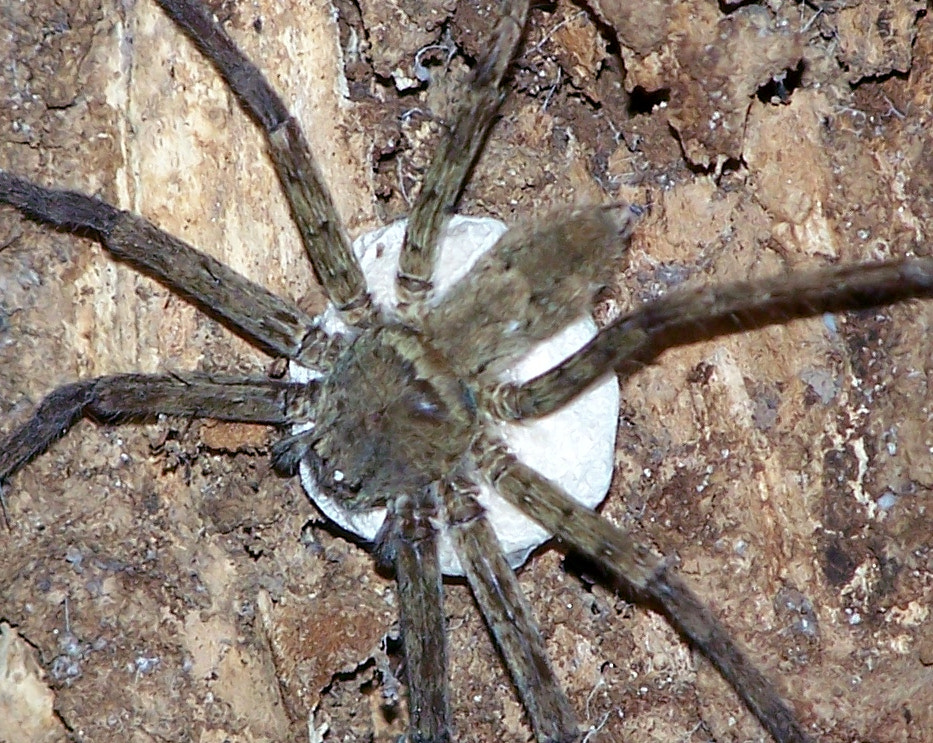 Kodak Z650 ZOOM DIGITAL CAMERA sample photo. Yuck spider and babies photography
