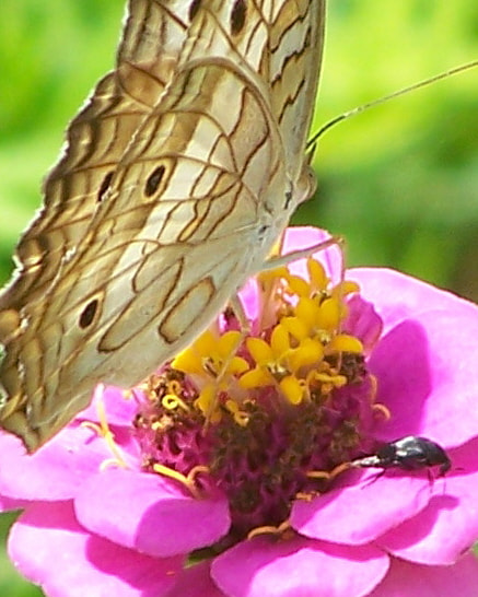 Kodak Z650 ZOOM DIGITAL CAMERA sample photo. Peacock butterfly zinnia and a bug photography