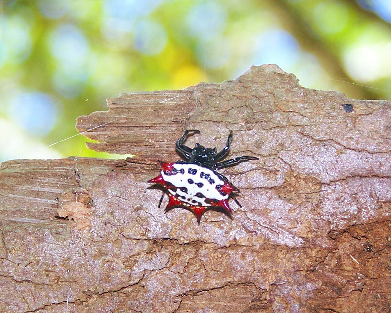 Kodak Z650 ZOOM DIGITAL CAMERA sample photo. Spiny orb weaver photography