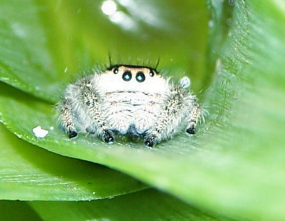 Kodak Z650 ZOOM DIGITAL CAMERA sample photo. Spider inside a plant photography