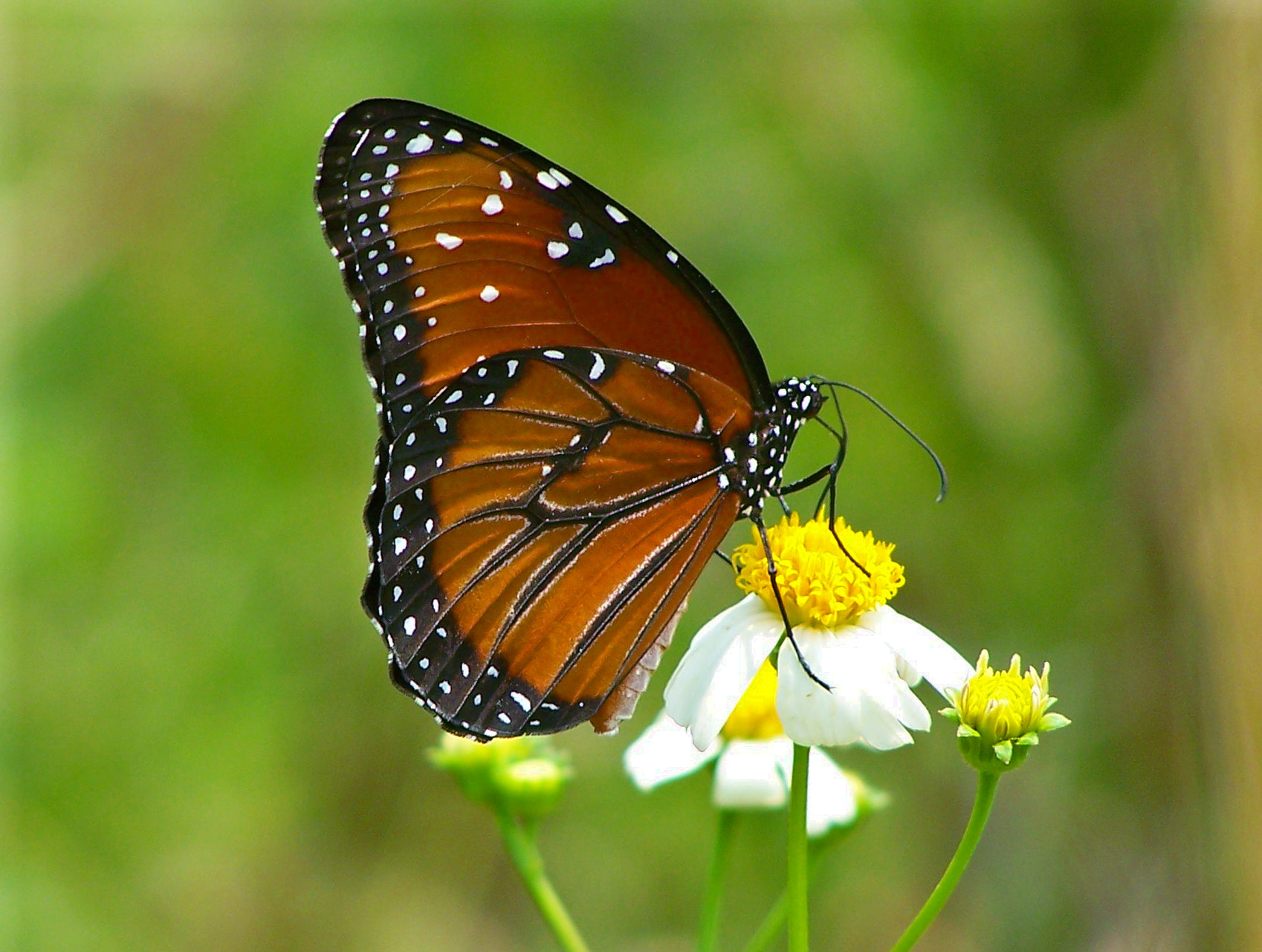 Kodak Z650 ZOOM DIGITAL CAMERA sample photo. Monarch/queen butterfly photography