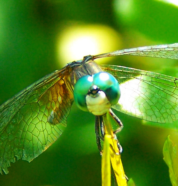 Kodak Z650 ZOOM DIGITAL CAMERA sample photo. Little green raggedy man dragonfly photography