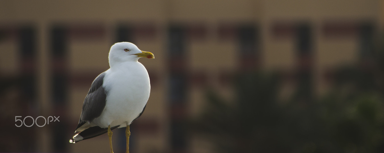 Canon EF 70-210mm f/3.5-4.5 USM sample photo. The stalker photography