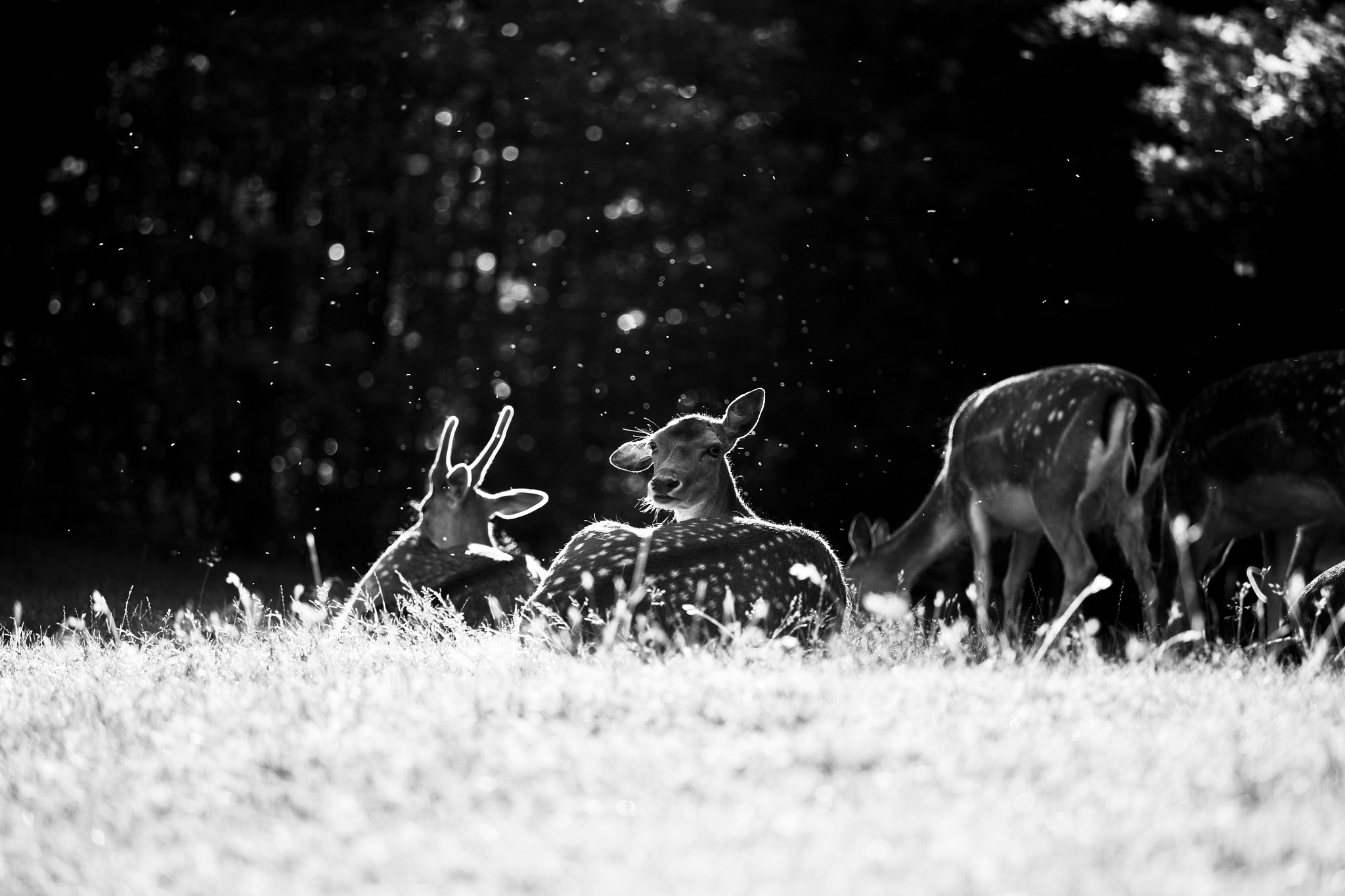 Canon EOS 5D + Canon EF 70-200mm F4L IS USM sample photo. Deerinsun photography