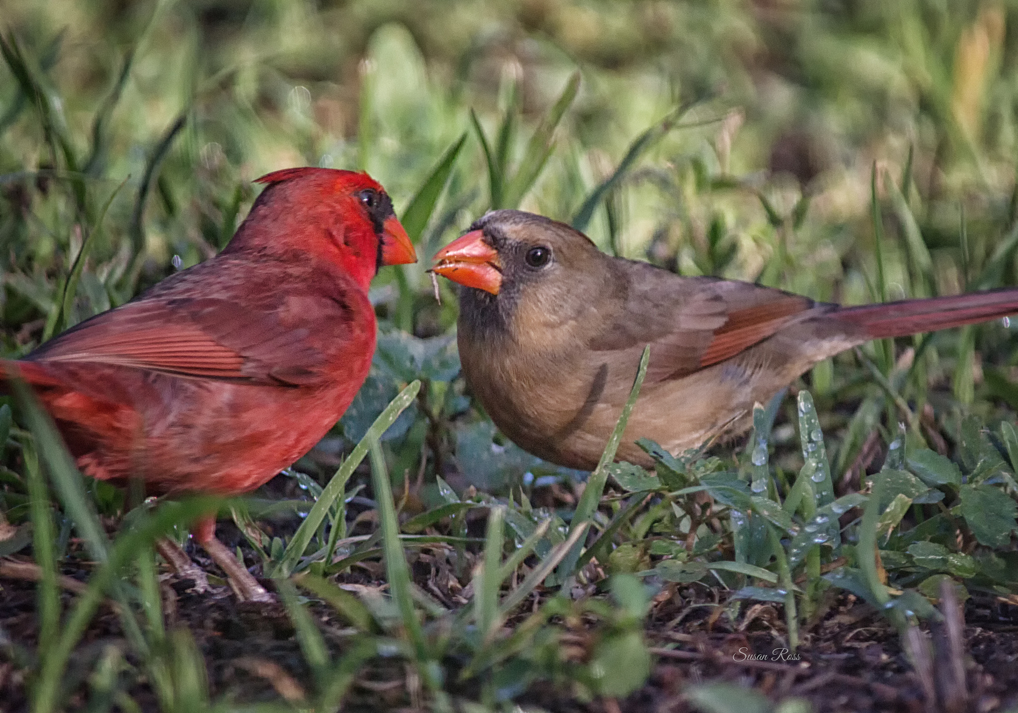 Canon EOS 100D (EOS Rebel SL1 / EOS Kiss X7) sample photo. Mr and mrs cardinal photography