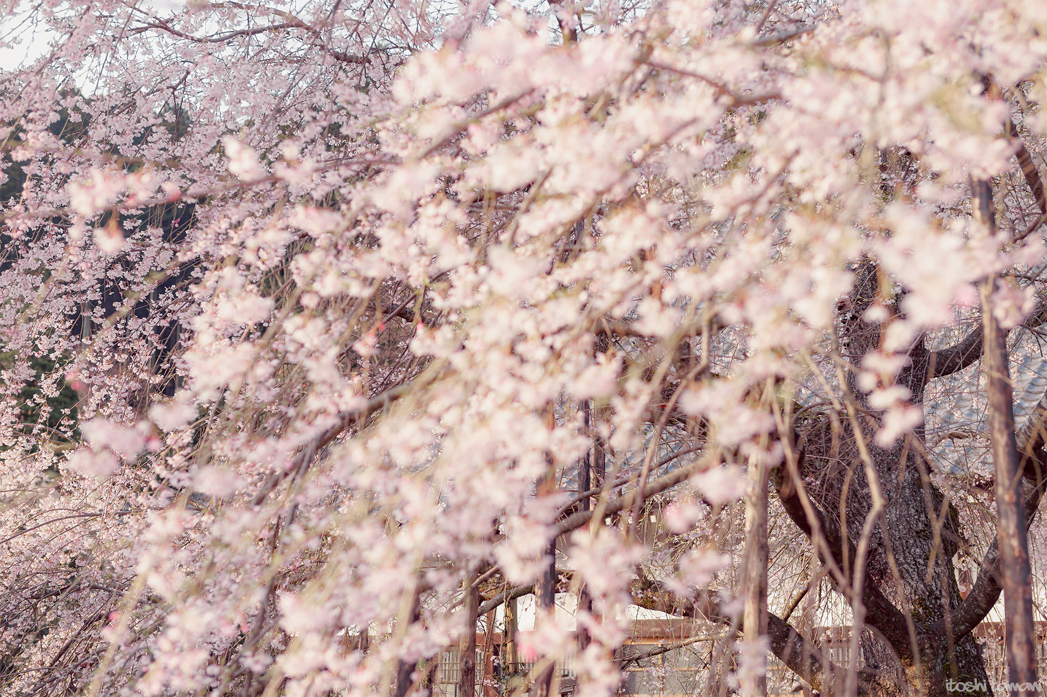 Sony a7 II + Sony Planar T* 50mm F1.4 ZA SSM sample photo. Saikoji temple photography