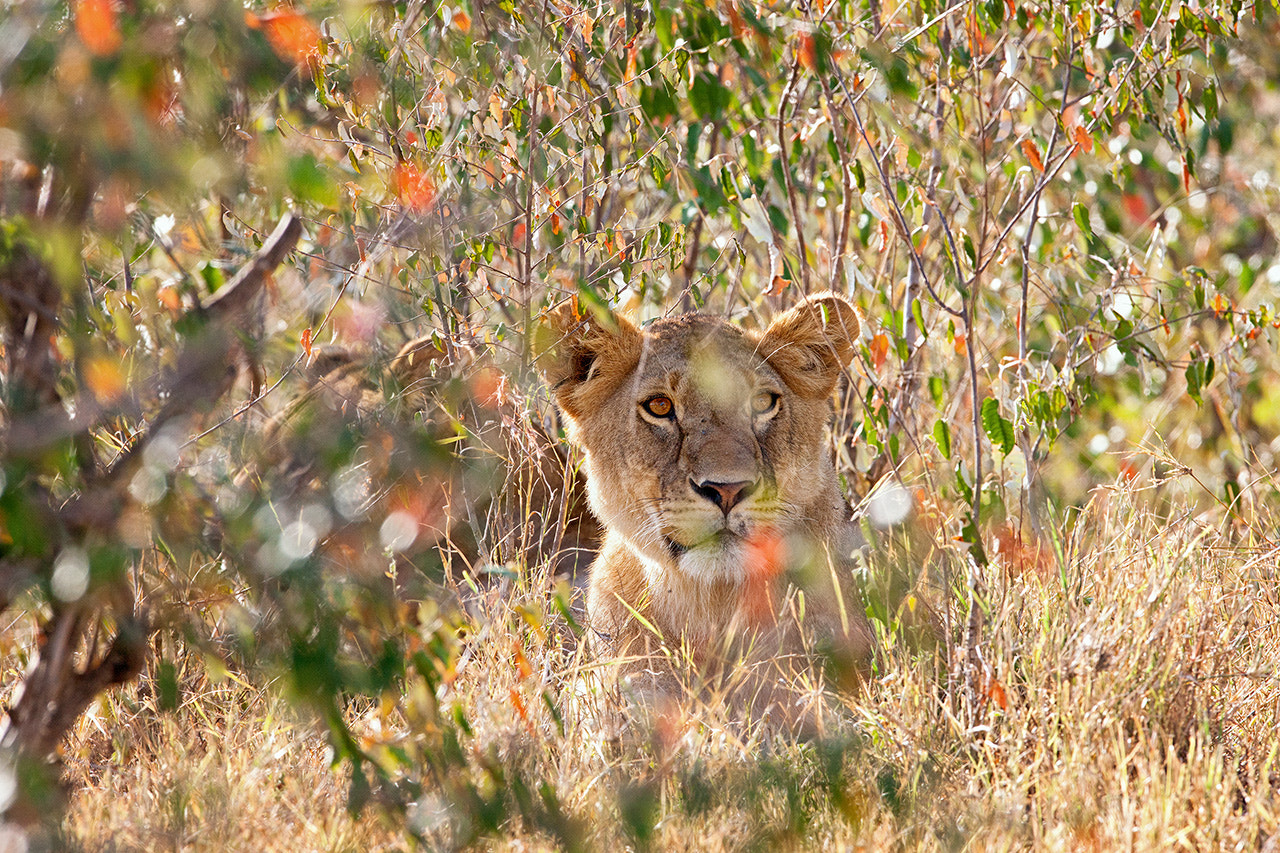 Canon EF 600mm f/4L IS sample photo