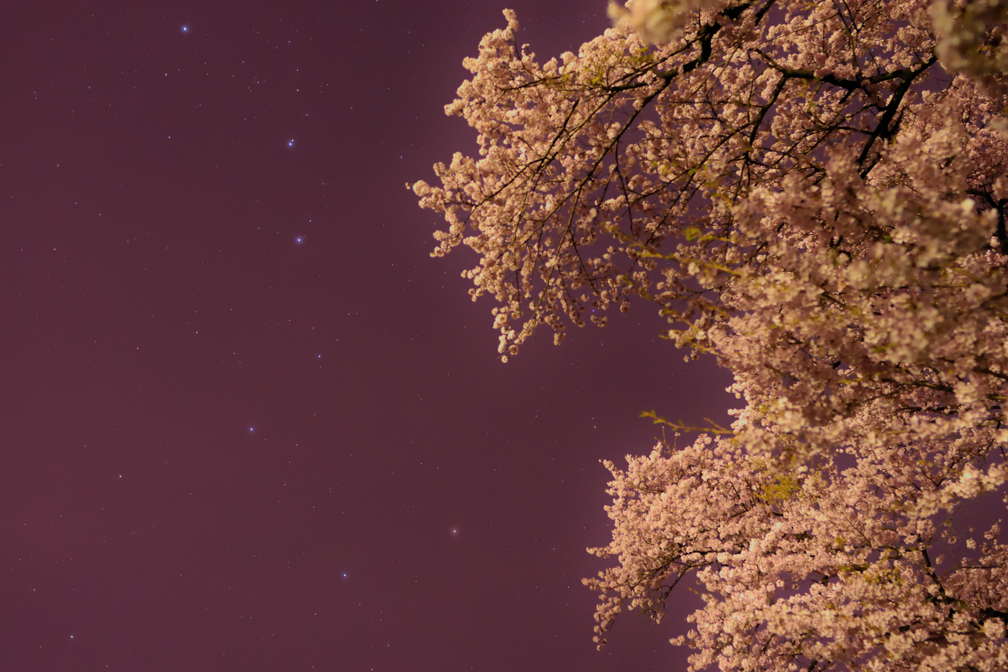 Nikon D7200 + Nikon AF-S Nikkor 28mm F1.8G sample photo. Sakura and the big dipper photography