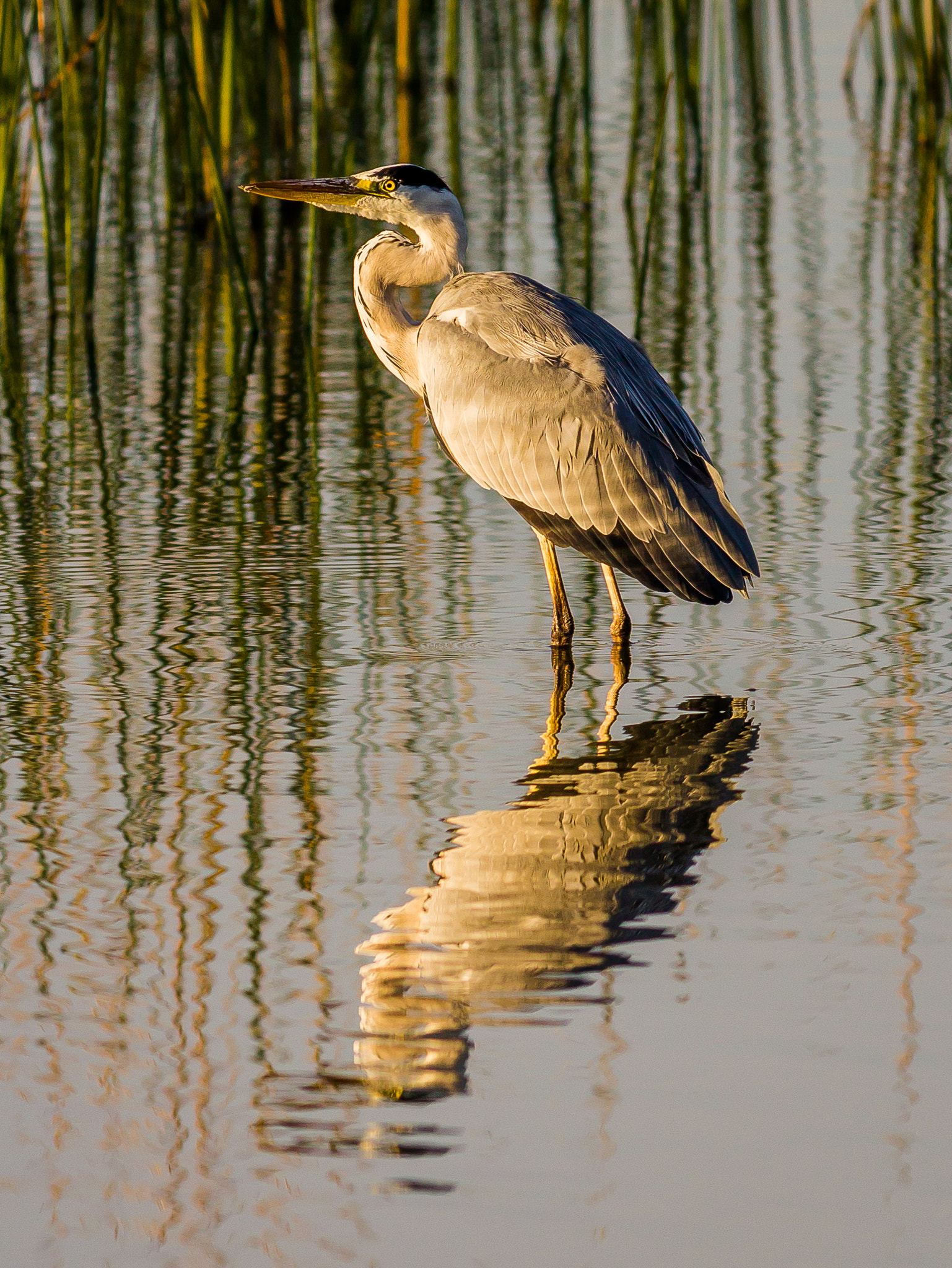 Canon EOS 1200D (EOS Rebel T5 / EOS Kiss X70 / EOS Hi) + Canon EF 400mm F5.6L USM sample photo. Grey heron at dawn photography