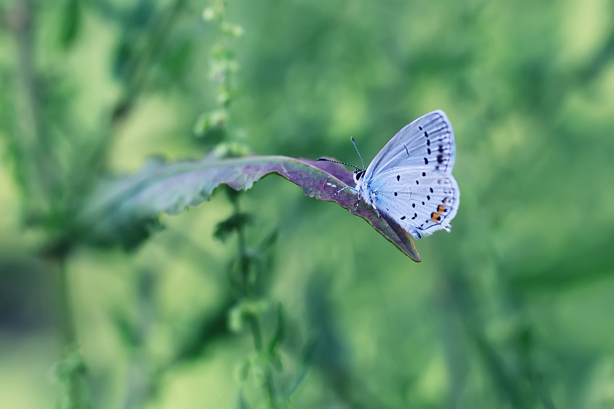 Canon EOS 600D (Rebel EOS T3i / EOS Kiss X5) + Canon EF 50mm F2.5 Macro sample photo. Lycaenidae photography