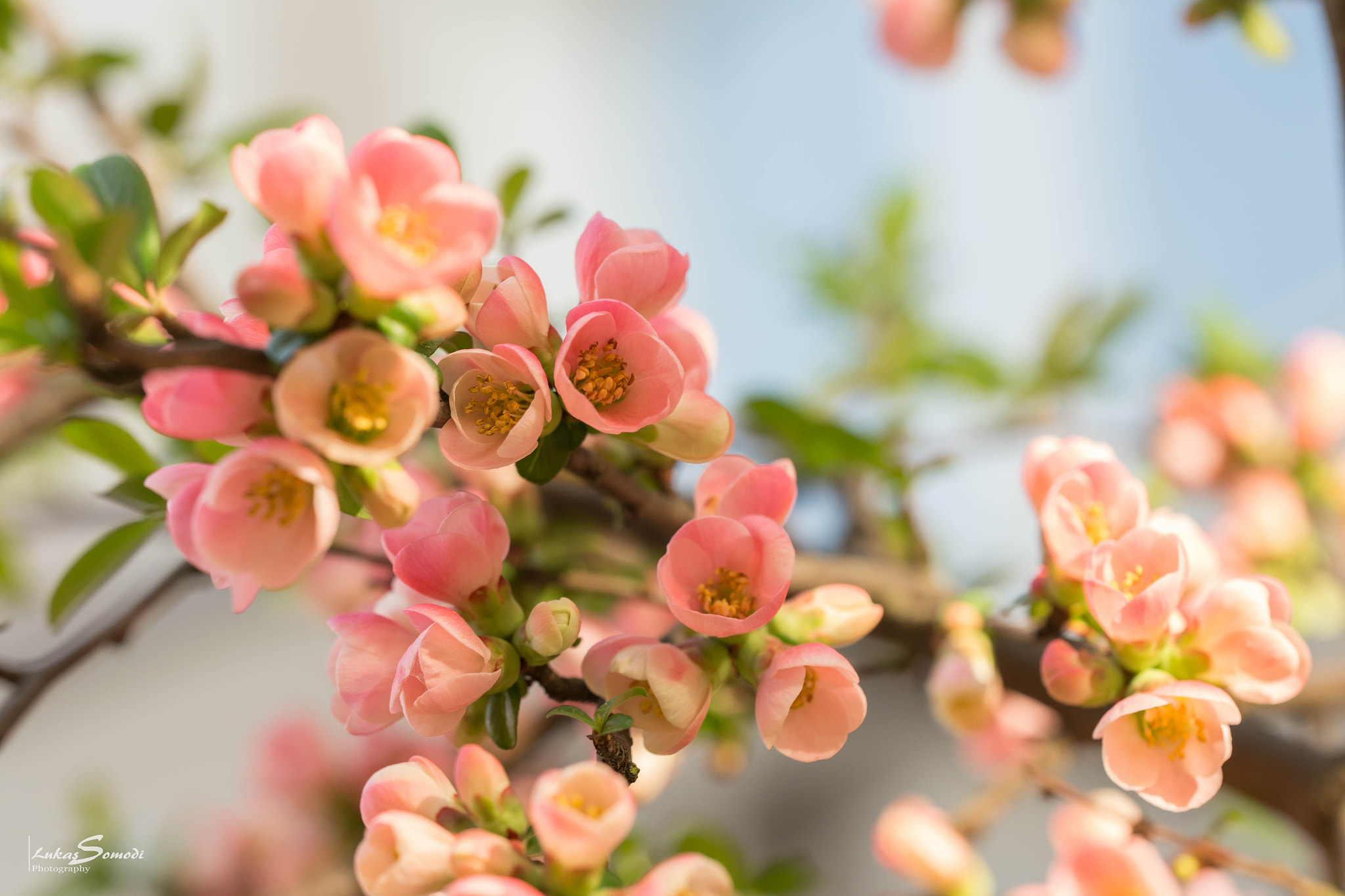 Sigma 150mm f/2.8 EX DG OS HSM APO Macro sample photo. Fine flowers photography