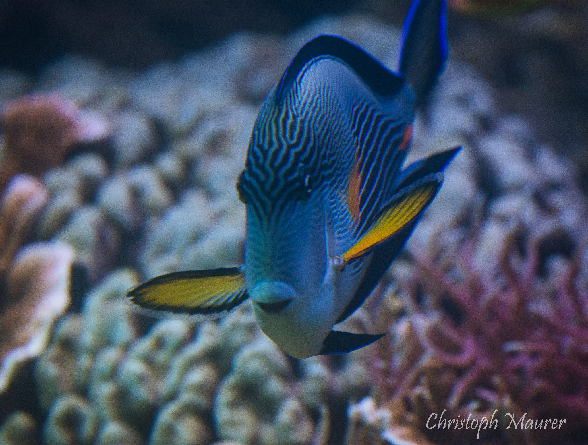 Nikon Nikkor AF-S 300mm F4E PF ED VR sample photo. Colorful fish photography