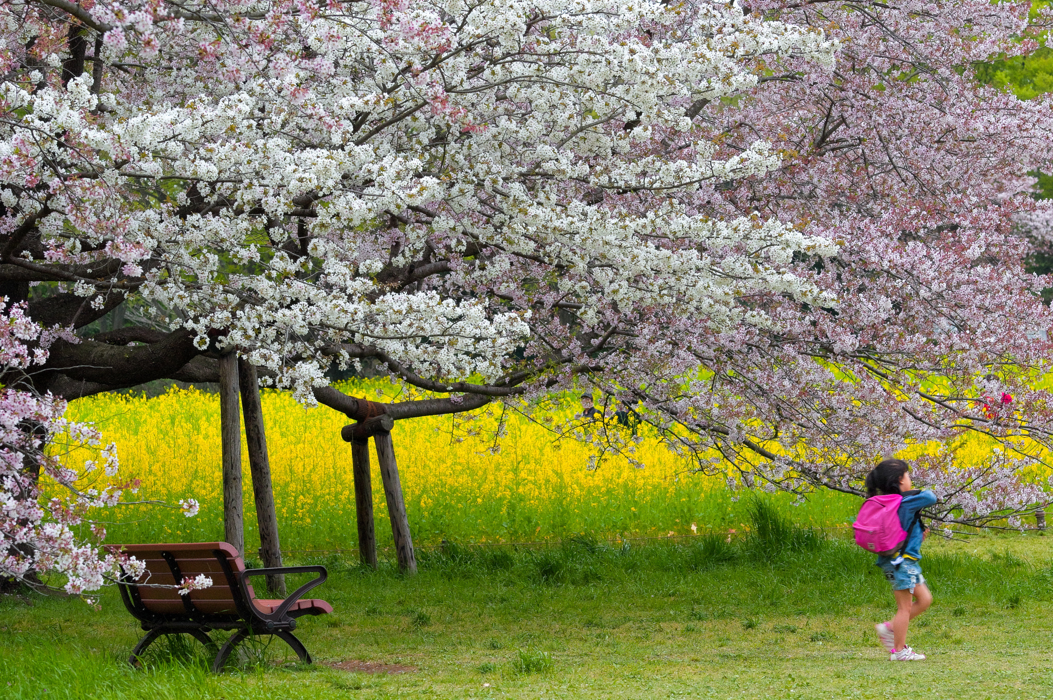Pentax K-3 sample photo. Cherry blossoms photography