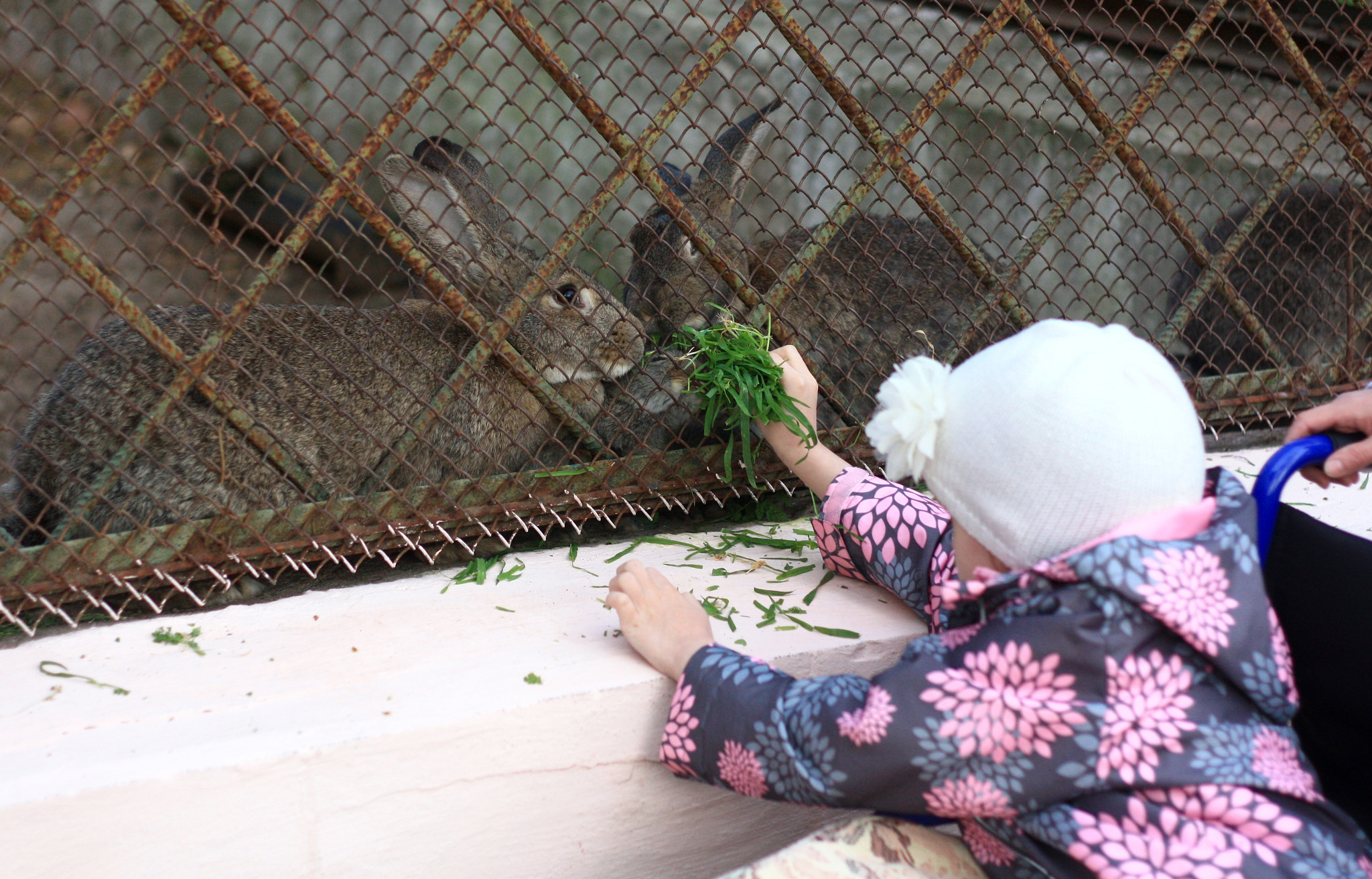 Canon EOS 450D (EOS Rebel XSi / EOS Kiss X2) + Canon EF 50mm F1.8 II sample photo. Girl and rabbits photography