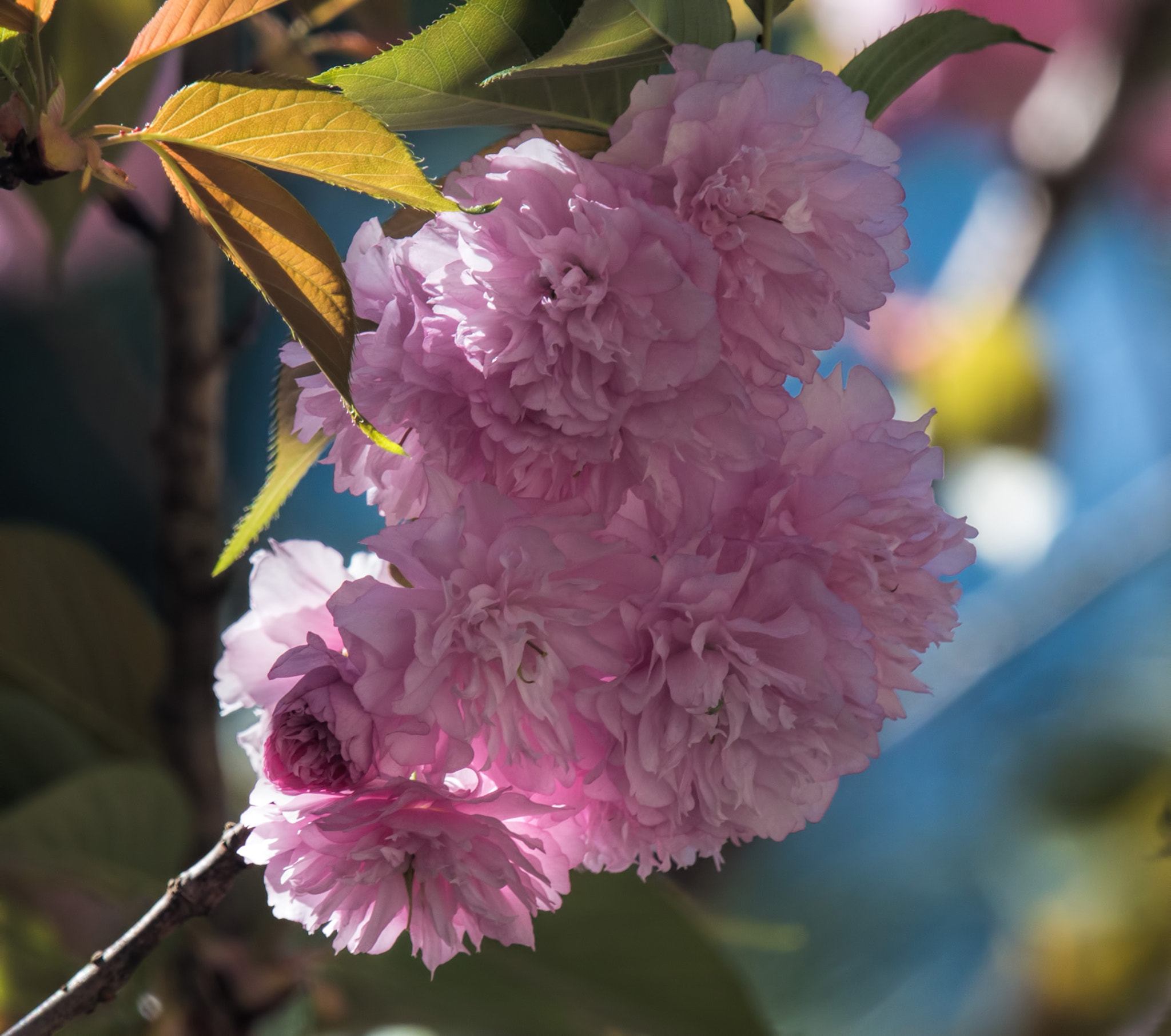 Canon EF 70-200mm F4L IS USM sample photo. Flowering cherry photography