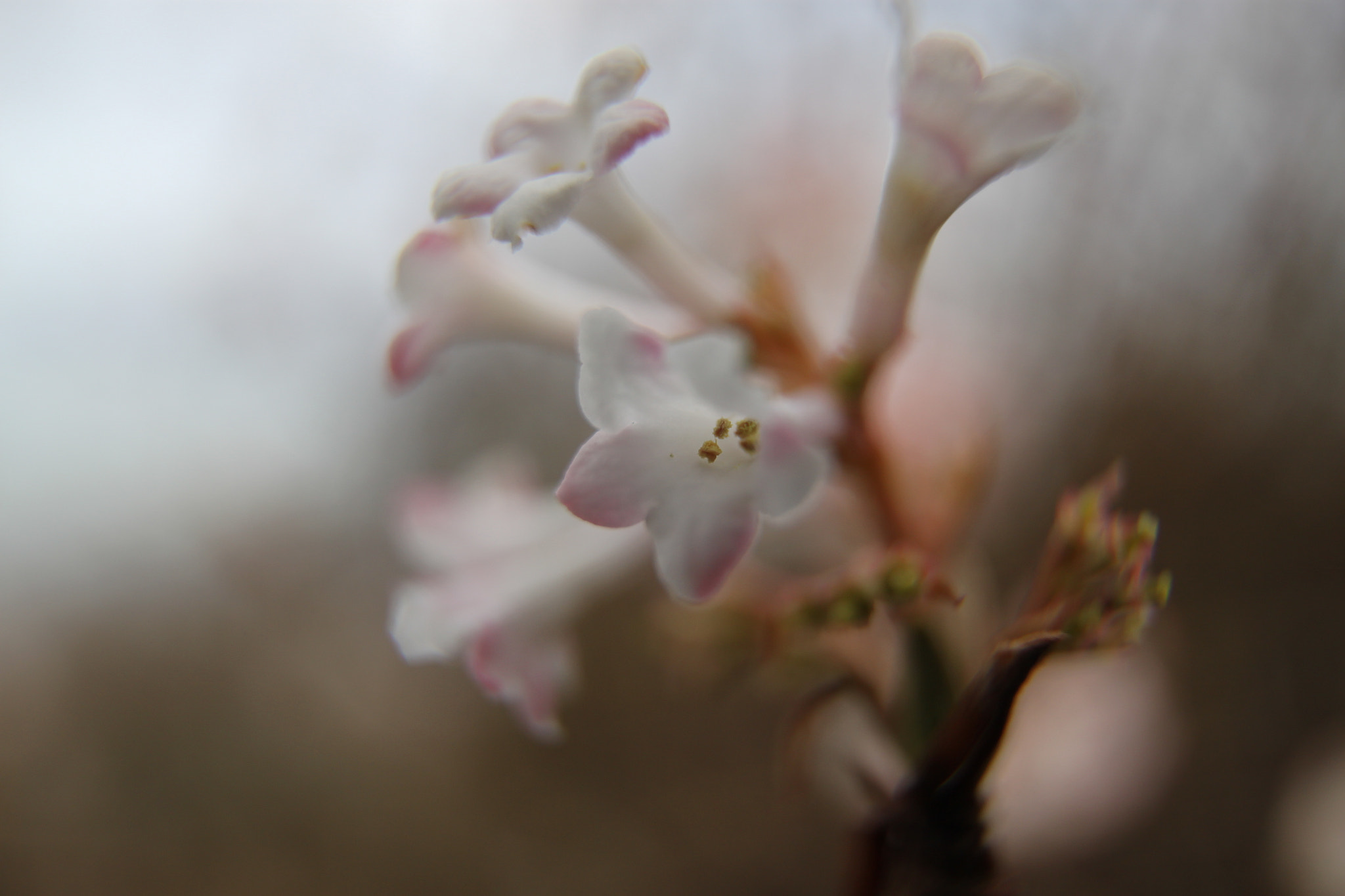Sigma 10-20mm F3.5 EX DC HSM sample photo. Mystic flower photography