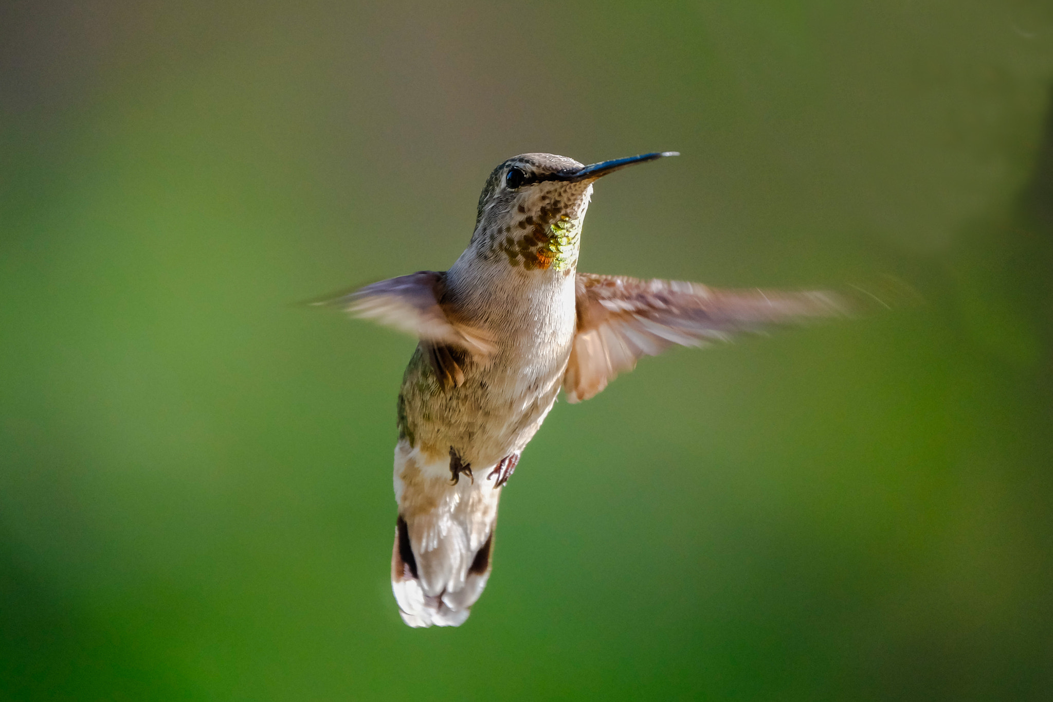 Fujifilm XF 100-400mm F4.5-5.6 R LM OIS WR sample photo. Anna's hummingbird photography