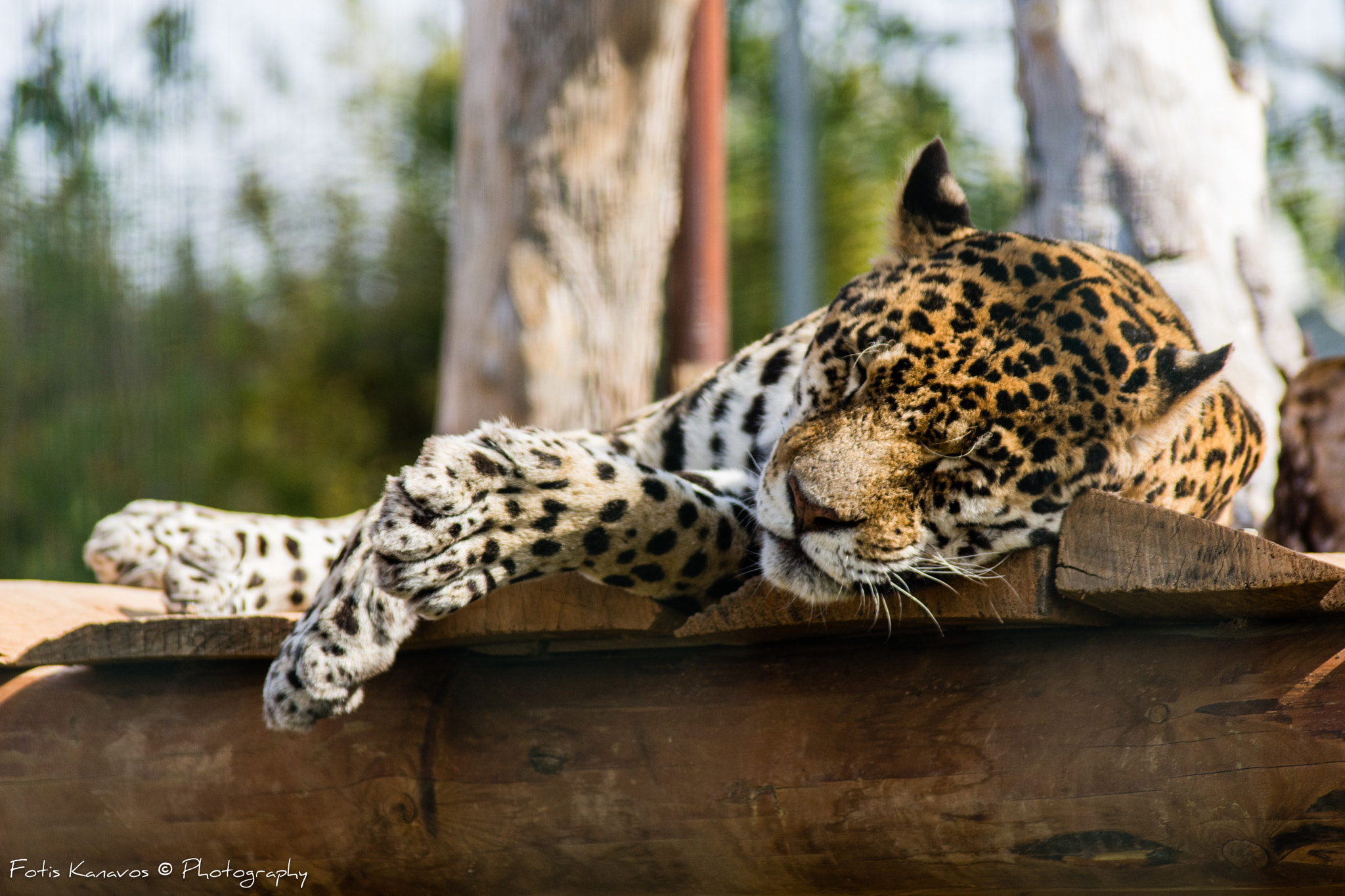 Nikon D7200 + Sigma 70-300mm F4-5.6 DG Macro sample photo. Leopard photography