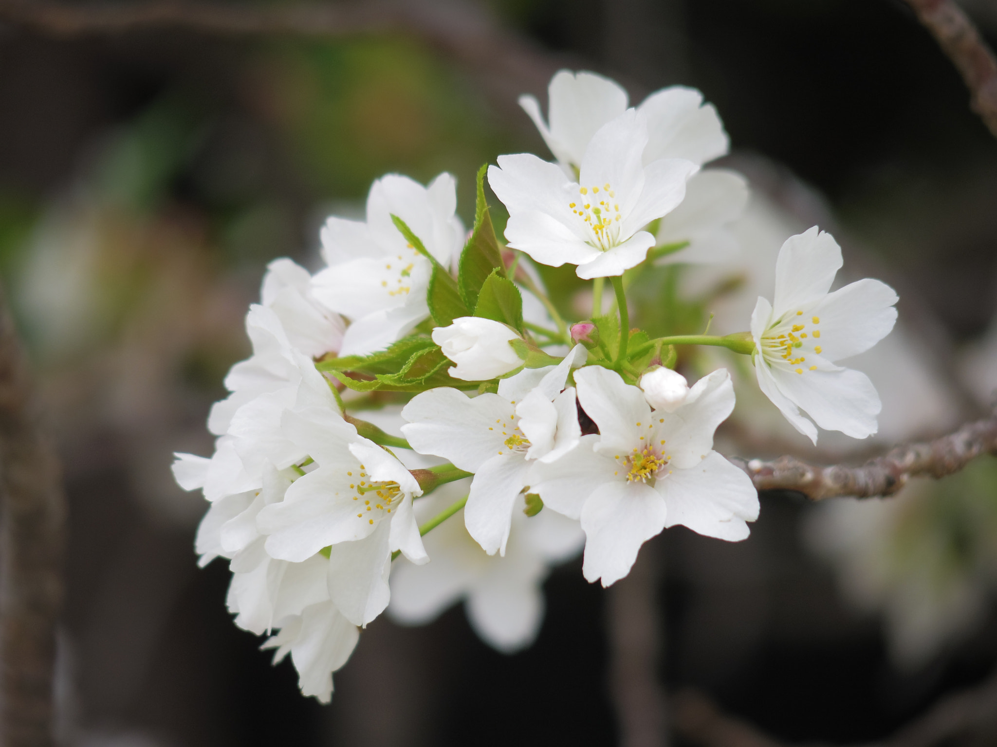 Pentax 06 Telephoto 15-45mm sample photo. Oshima cherry photography