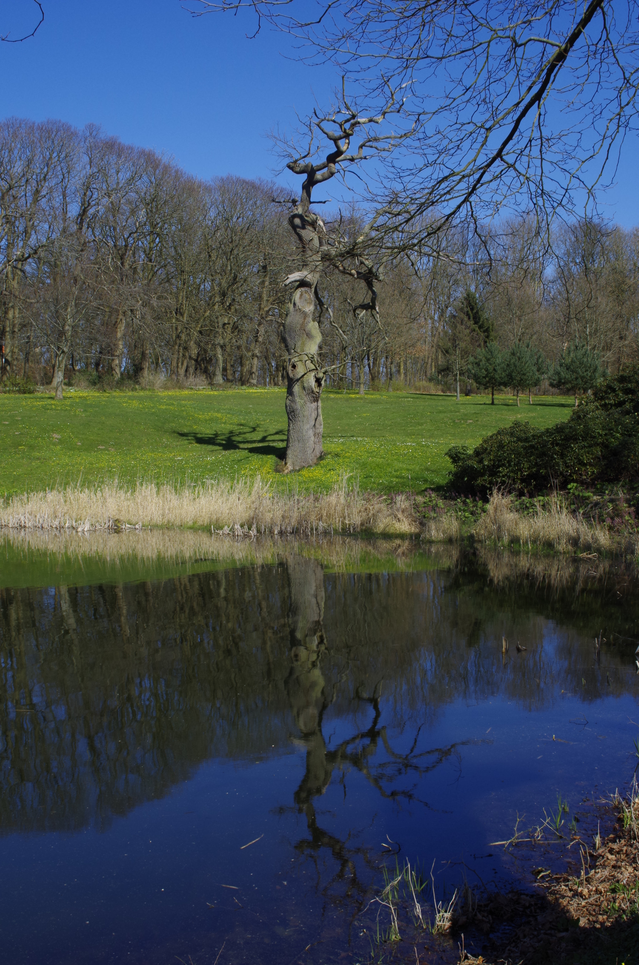 Sigma 18-200mm F3.5-6.3 DC sample photo. The narcissist  photography