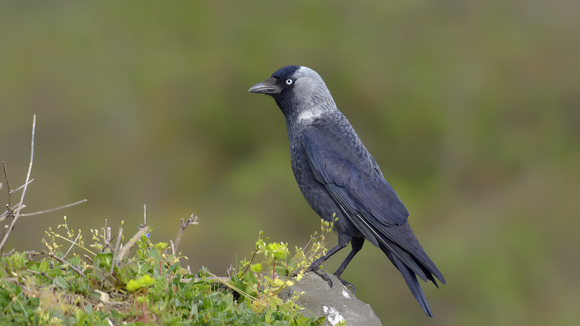 Nikon D7100 + Sigma 300-800mm F5.6 EX DG HSM sample photo. Küçük karga, photography