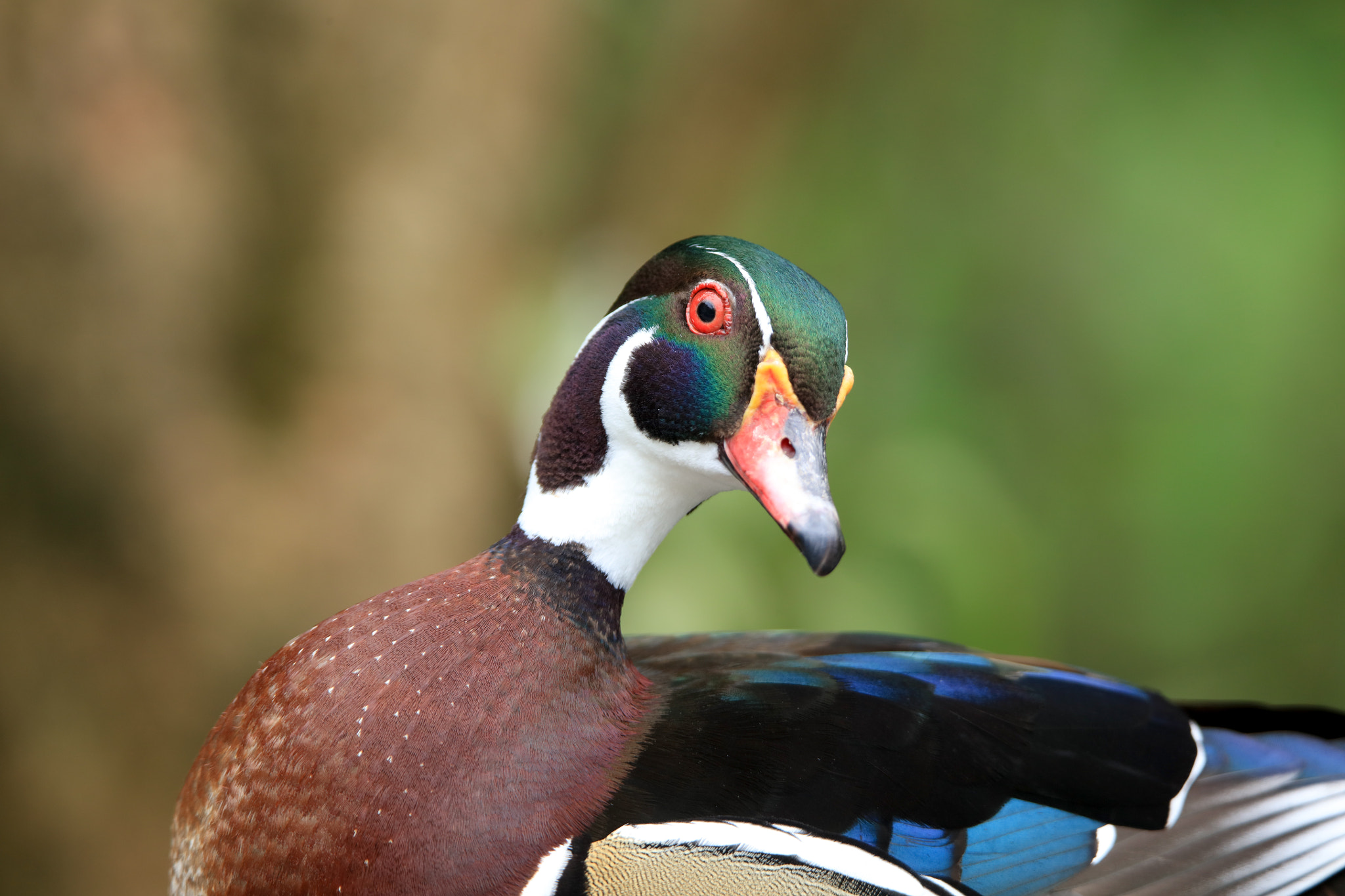 Tamron SP 150-600mm F5-6.3 Di VC USD sample photo. What ? photography