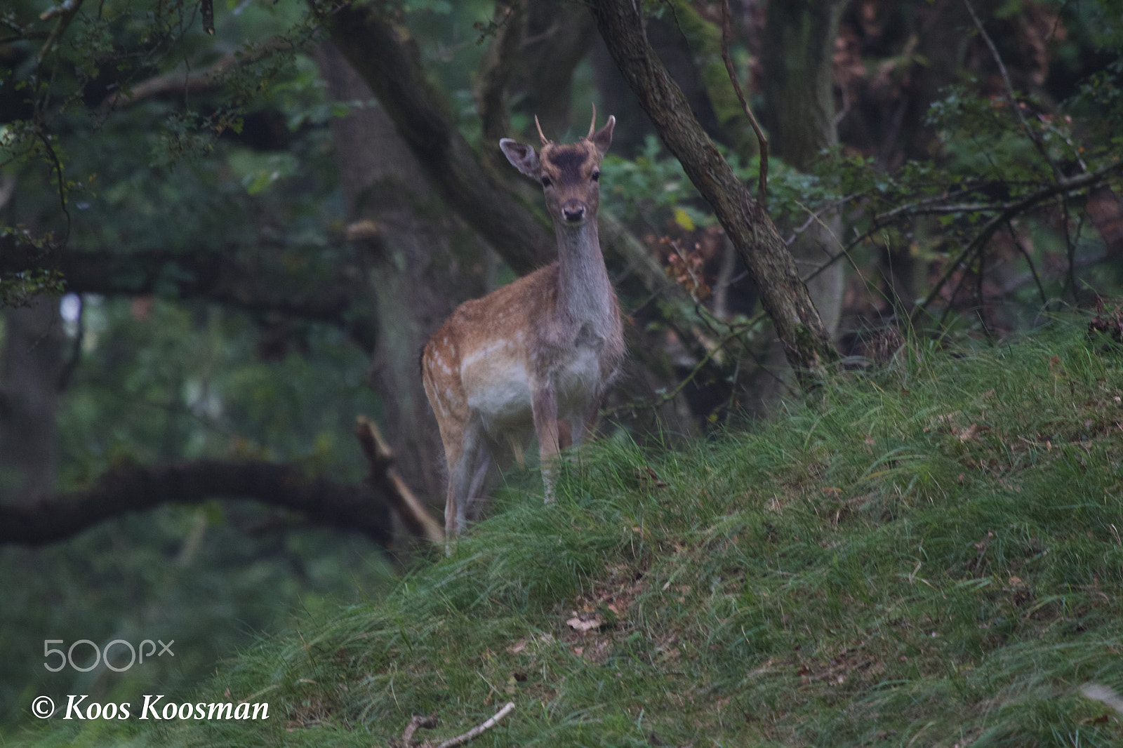 Canon EF 100-400mm F4.5-5.6L IS USM sample photo. Deer watching photography