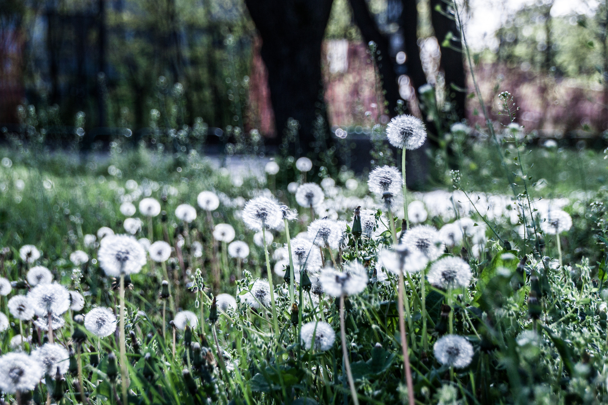 Sigma 18-250mm F3.5-6.3 DC OS HSM sample photo. Dream and wish photography