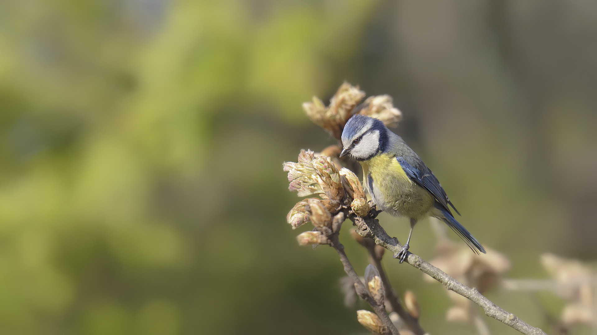 Canon EF 400mm F2.8L IS USM sample photo. Mavi baştankara, photography
