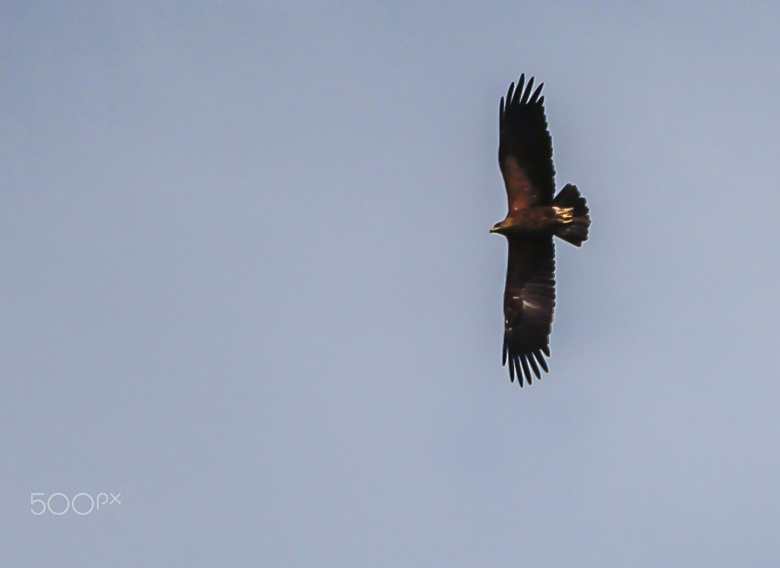 Canon EF-S 18-135mm F3.5-5.6 IS STM sample photo. Flying meatripper photography