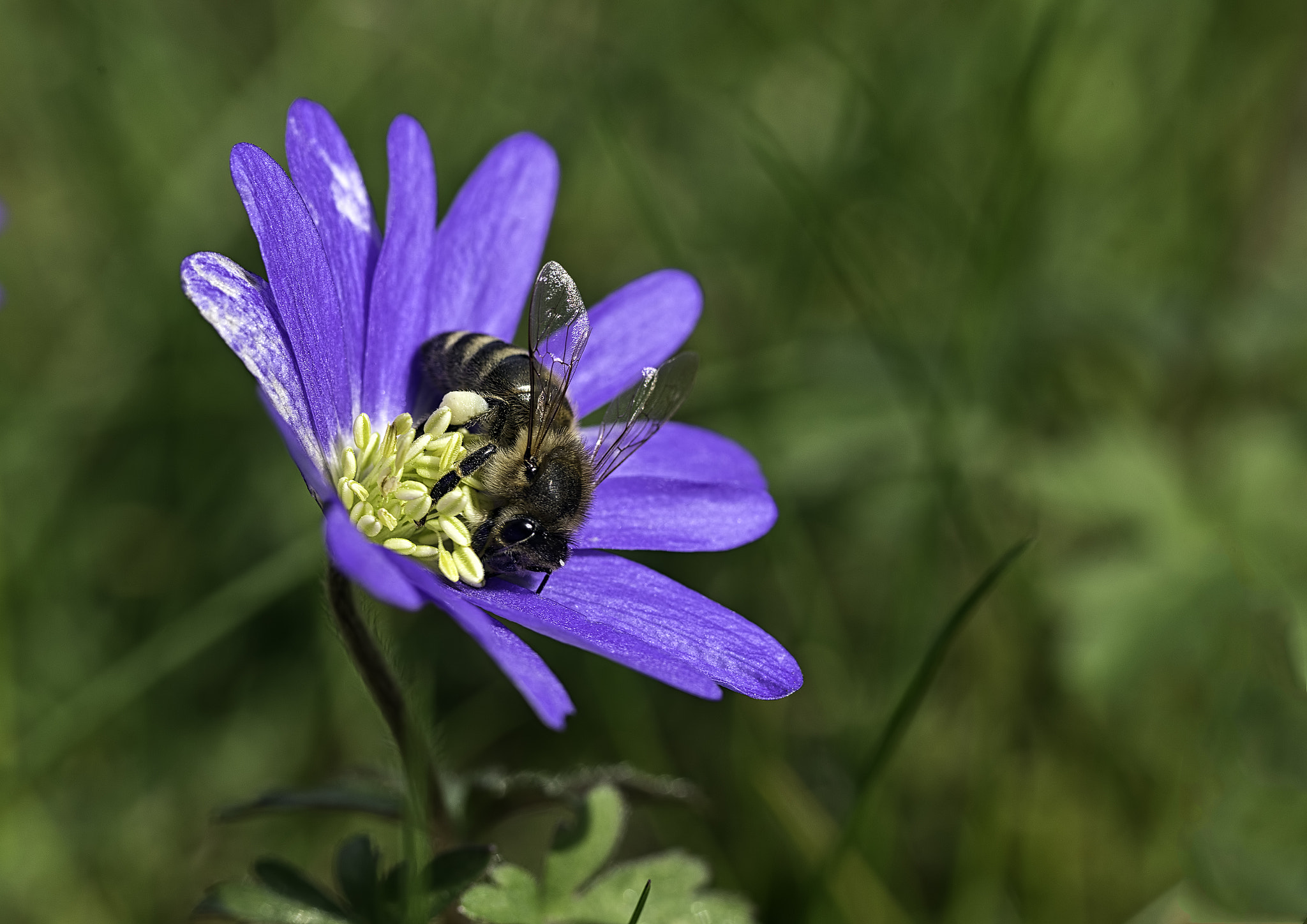 Canon EOS 6D + Tamron SP AF 90mm F2.8 Di Macro sample photo. Foraging honey bee photography