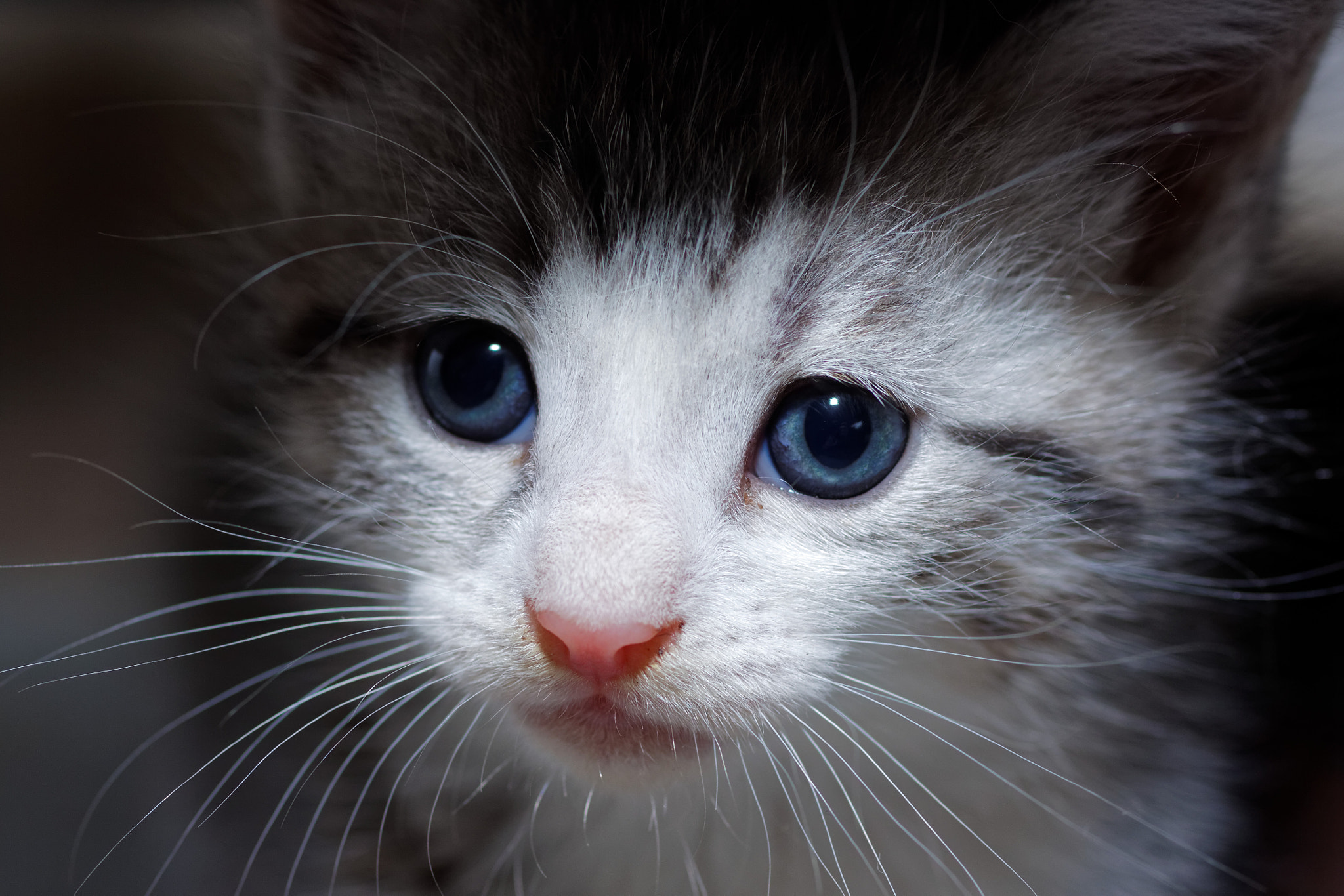 Canon EOS 50D + Canon EF 50mm F2.5 Macro sample photo. Kitten photography