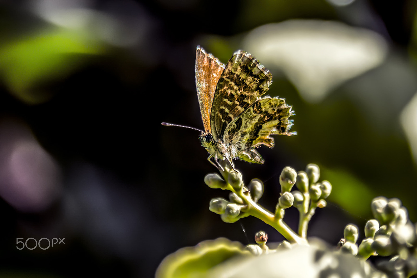 Nikon D5200 + AF Zoom-Nikkor 28-105mm f/3.5-4.5D IF sample photo. The butterfly photography