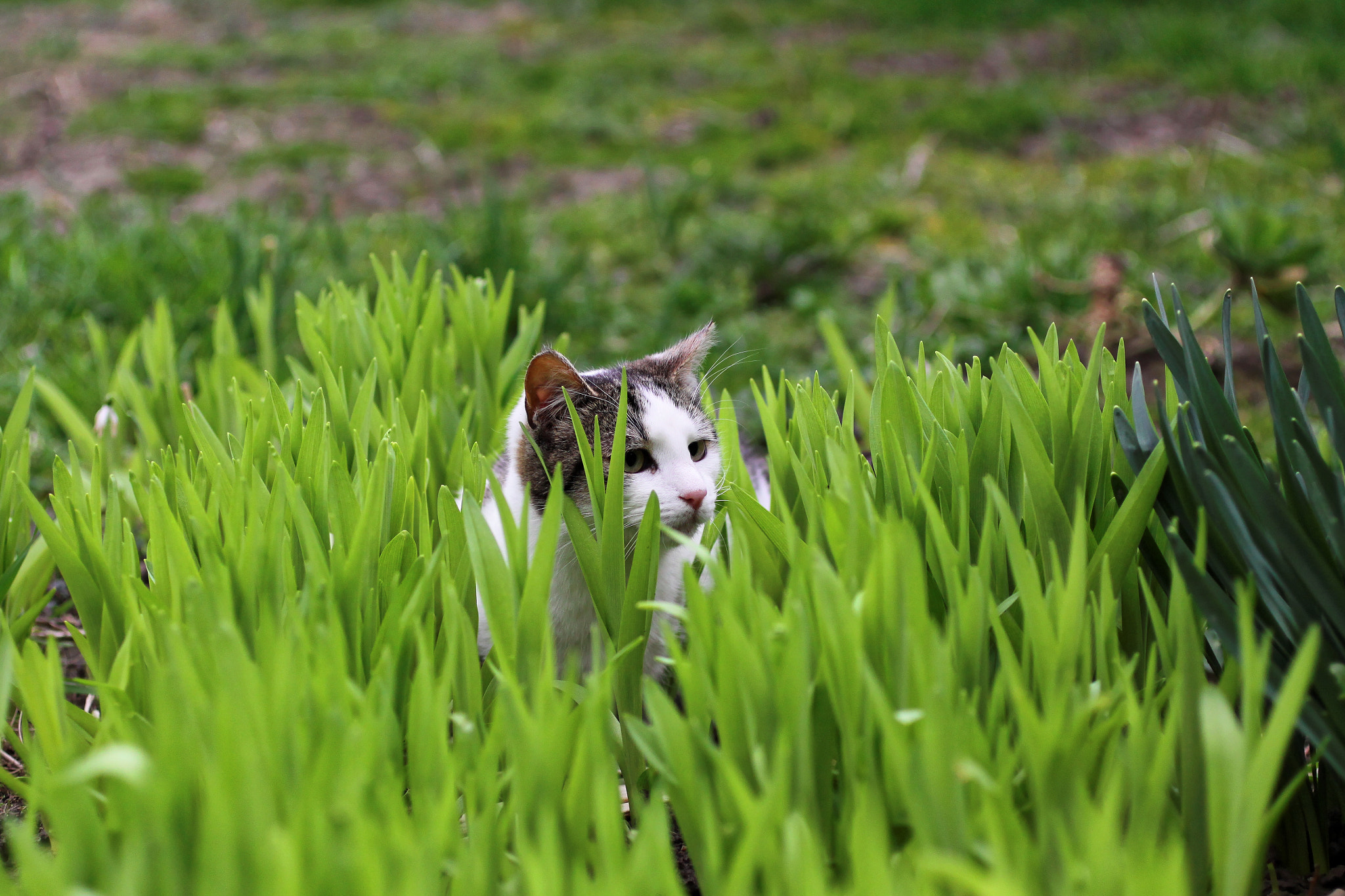 Canon EOS 50D + Canon EF 50mm F2.5 Macro sample photo. Playful cat photography
