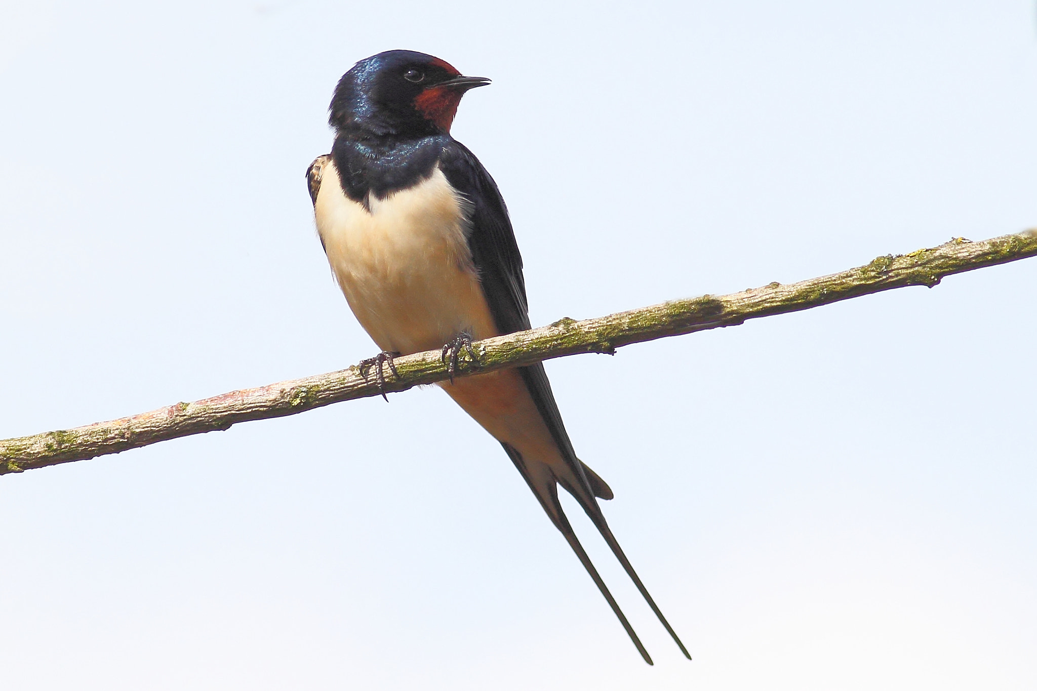 Canon EOS 60D + Canon EF 400mm F5.6L USM sample photo. Barn swallow photography