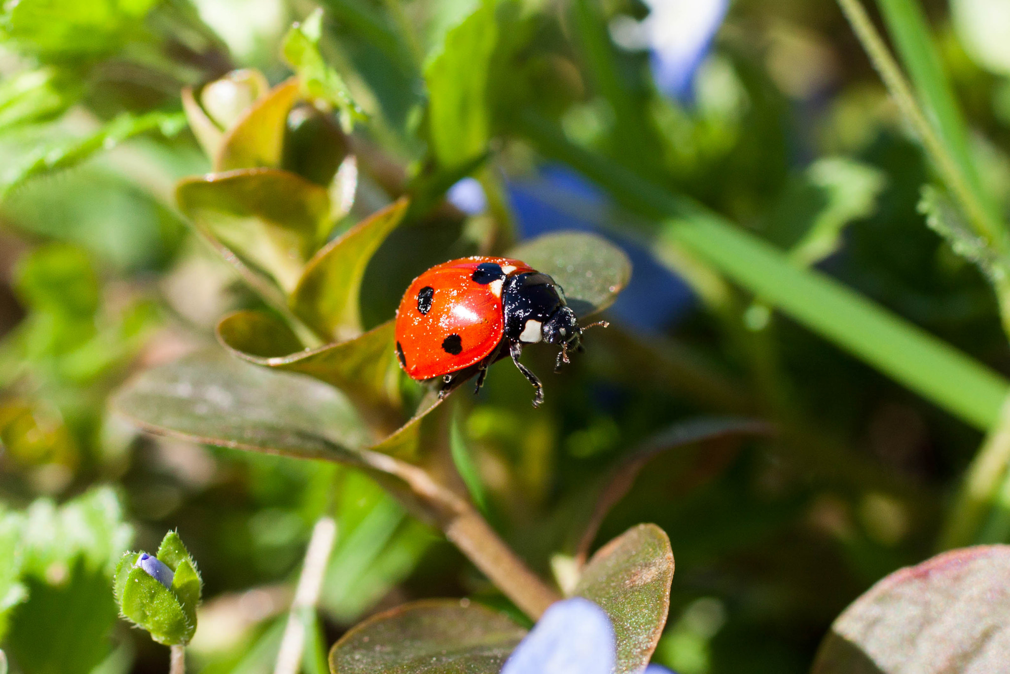Canon EOS 50D + Canon EF 50mm F2.5 Macro sample photo. Ladybug photography