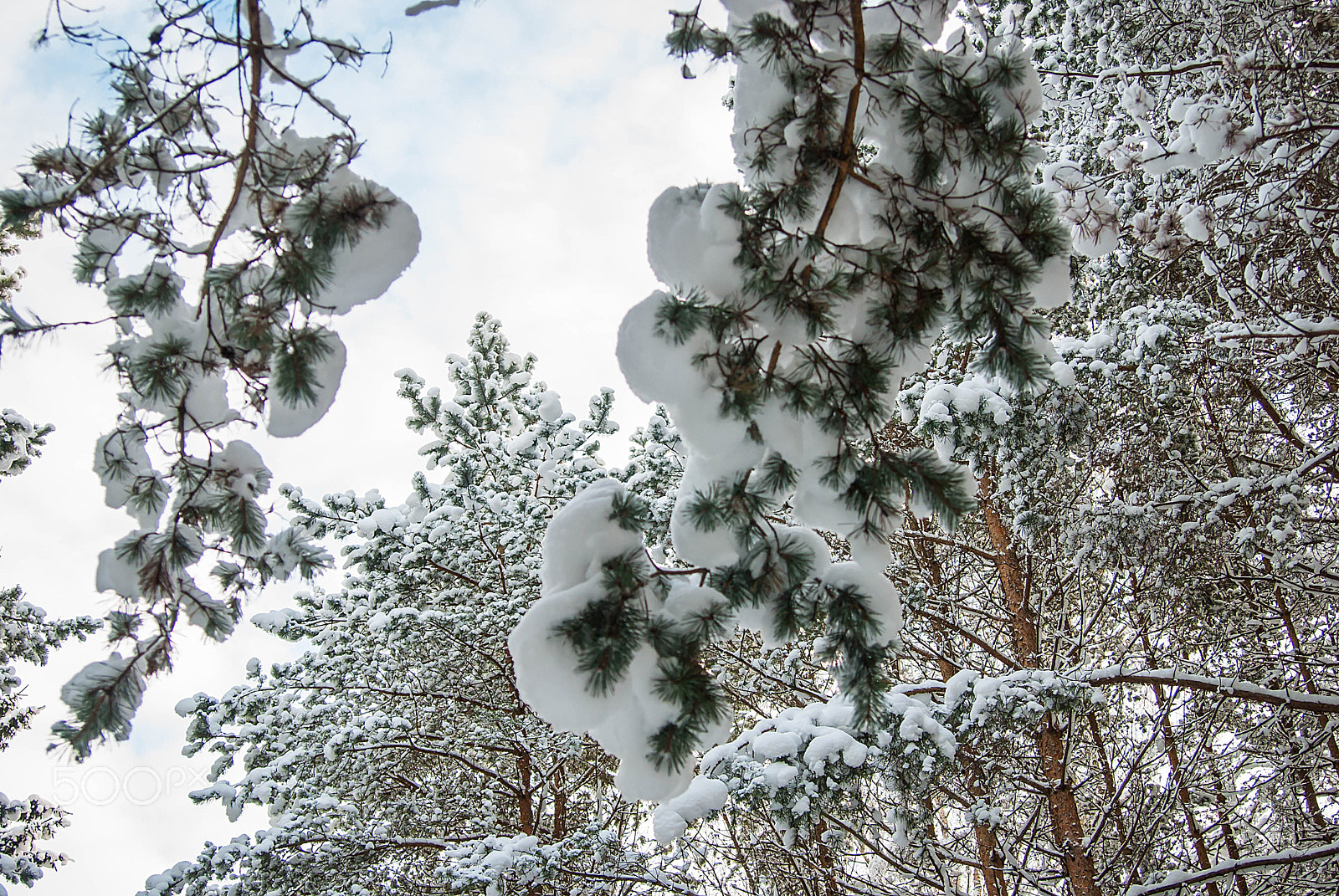 Nikon D80 + Sigma 28-70mm F2.8 EX DG sample photo. Winter photography