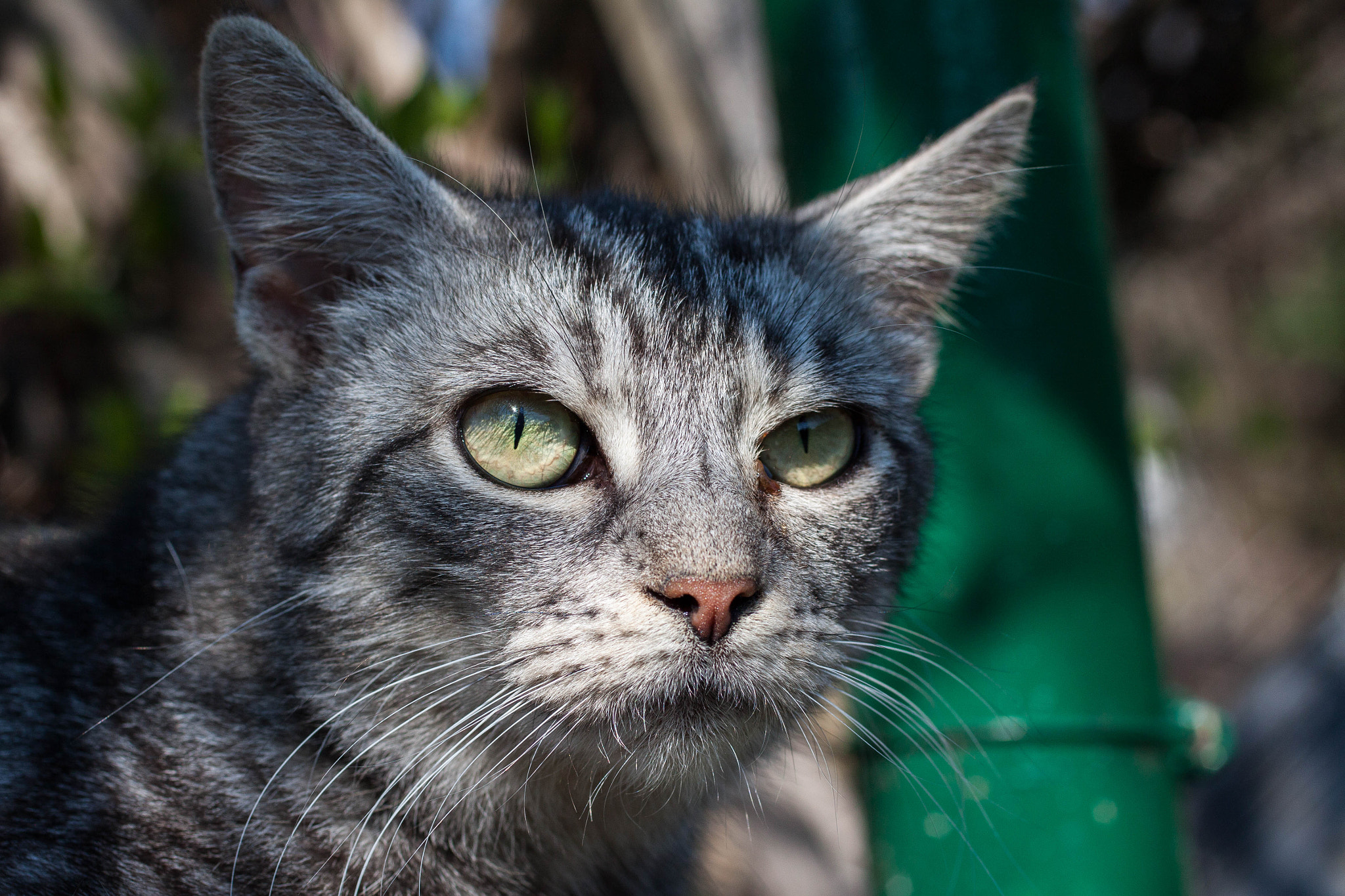 Canon EOS 50D + Canon EF 50mm F2.5 Macro sample photo. Grumpy cat photography