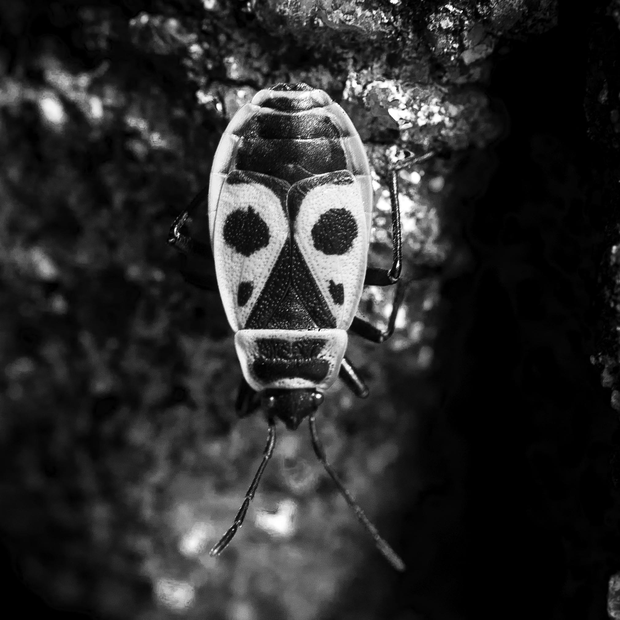 Nikon D200 + Sigma 50mm F2.8 EX DG Macro sample photo. African mask photography