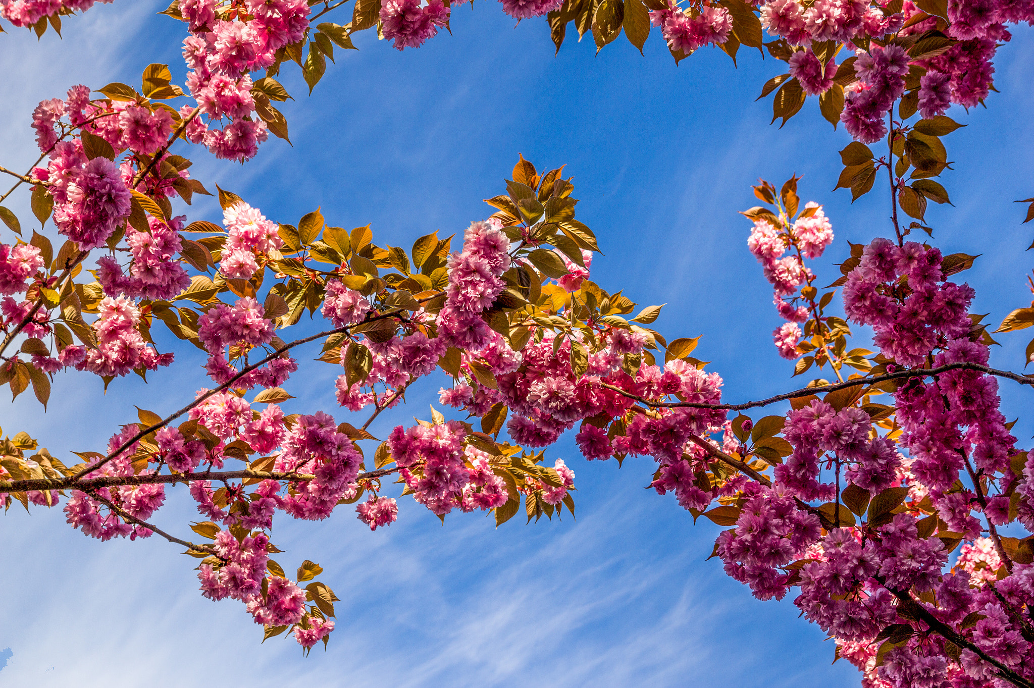 Sigma 18-50mm f/2.8 Macro sample photo. Spring photography