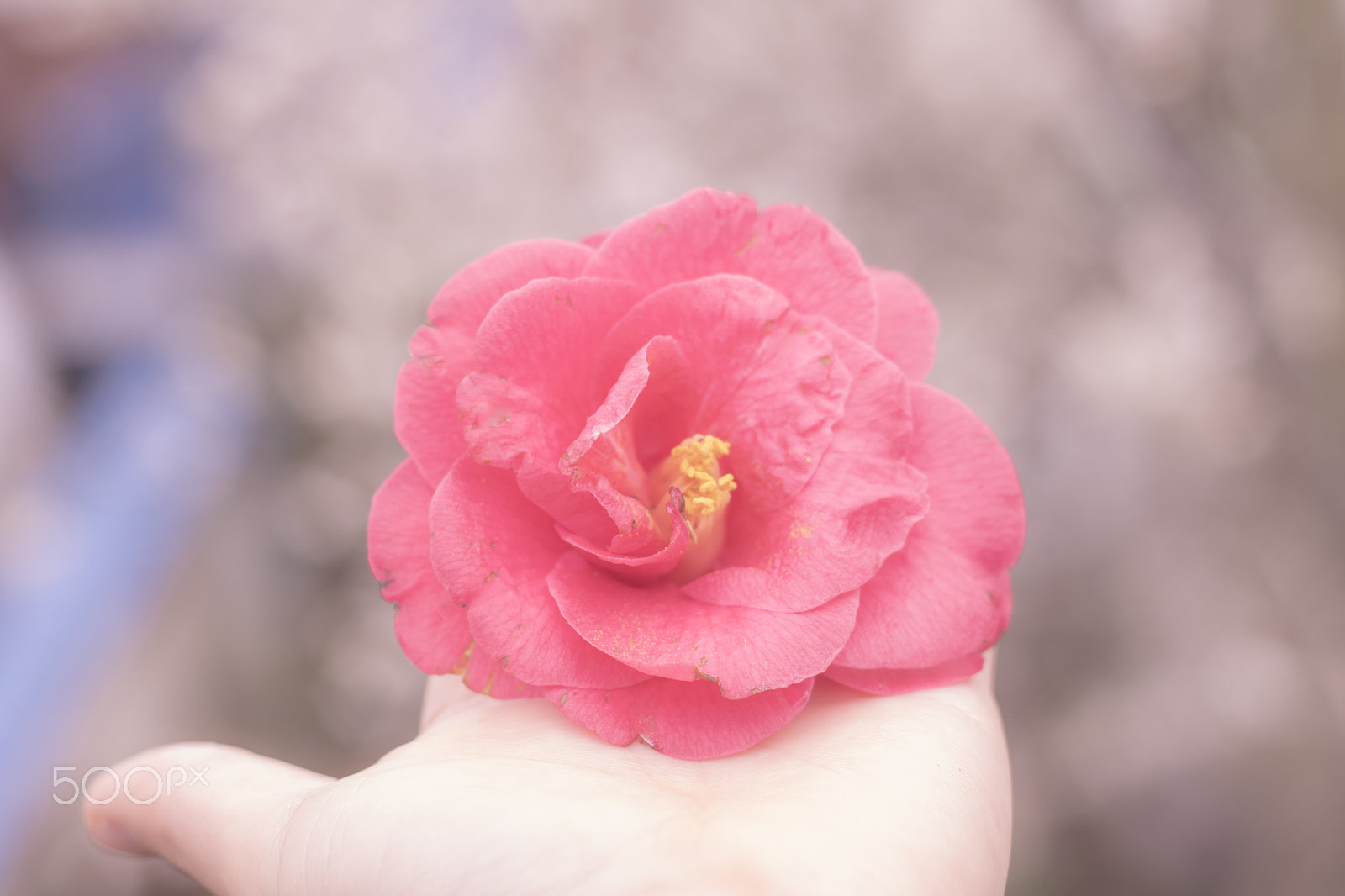 Canon EOS 750D (EOS Rebel T6i / EOS Kiss X8i) + Canon EF 50mm F1.8 II sample photo. Fallen beauty photography