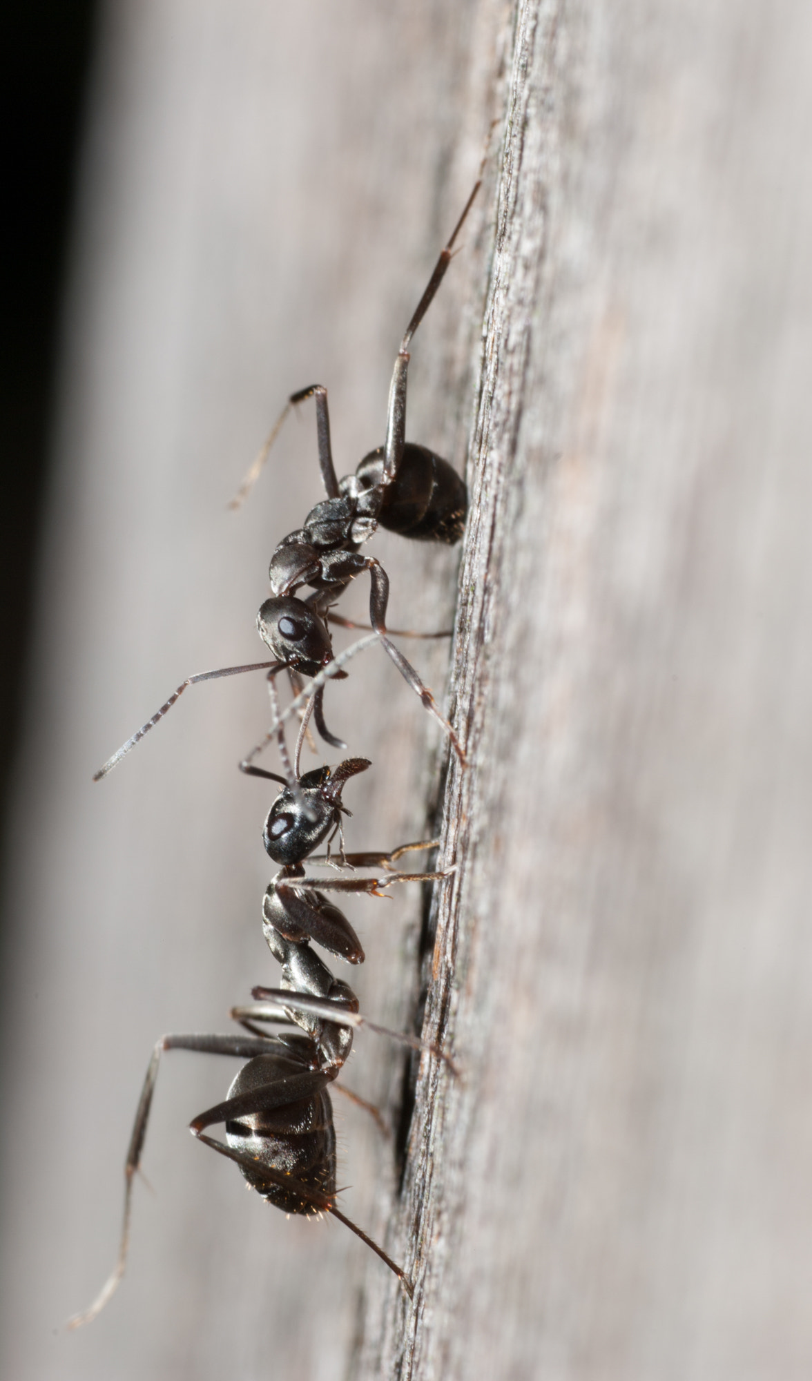 Pentax K20D + Sigma sample photo. Fighting ants photography